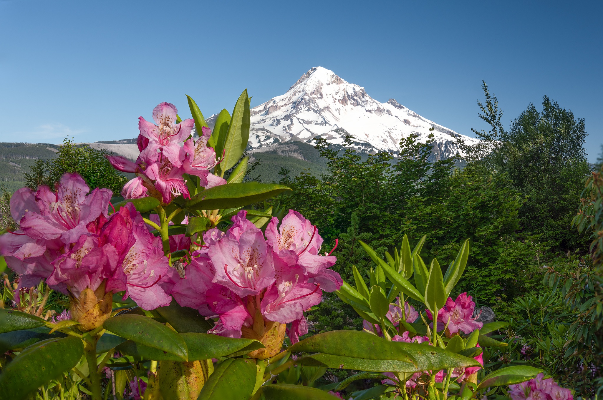 Téléchargez gratuitement l'image Fleurs, Montagne, Rhododendron, Terre/nature, Fleur Rose sur le bureau de votre PC