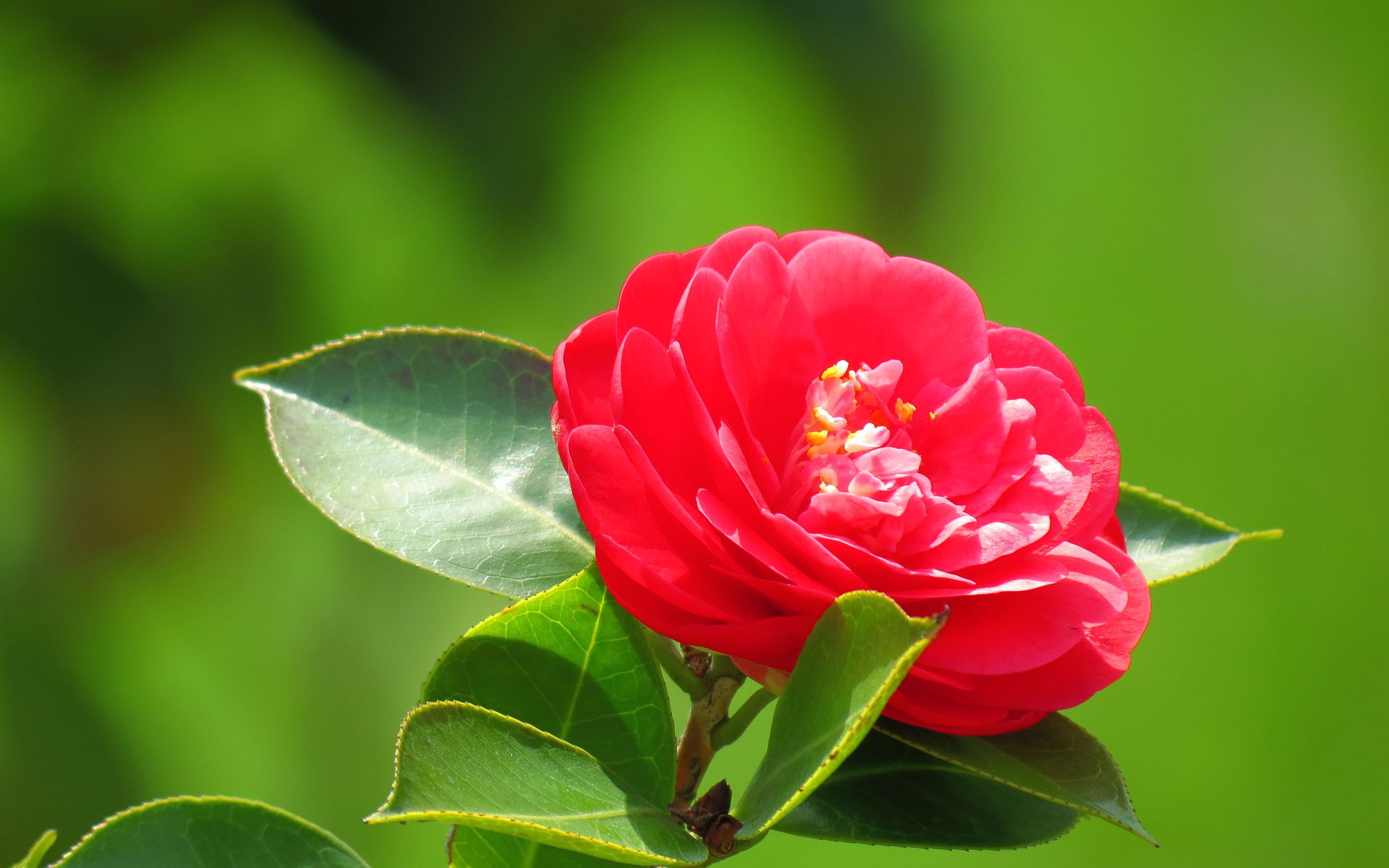 Baixe gratuitamente a imagem Flores, Flor, Terra/natureza na área de trabalho do seu PC