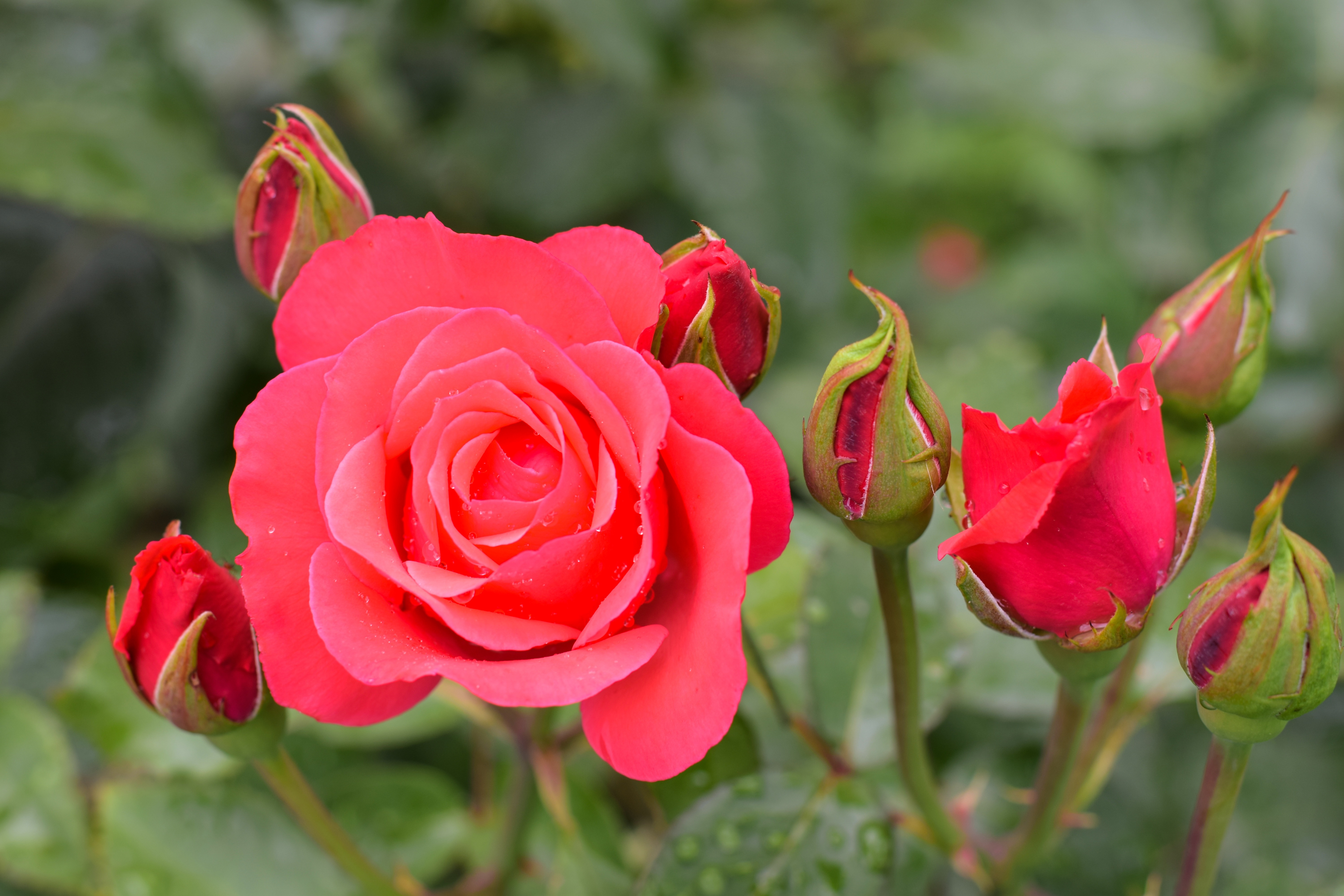 Téléchargez des papiers peints mobile Fleurs, Rose, Fleur, Fermer, La Nature, Terre/nature, Fleur Rose gratuitement.
