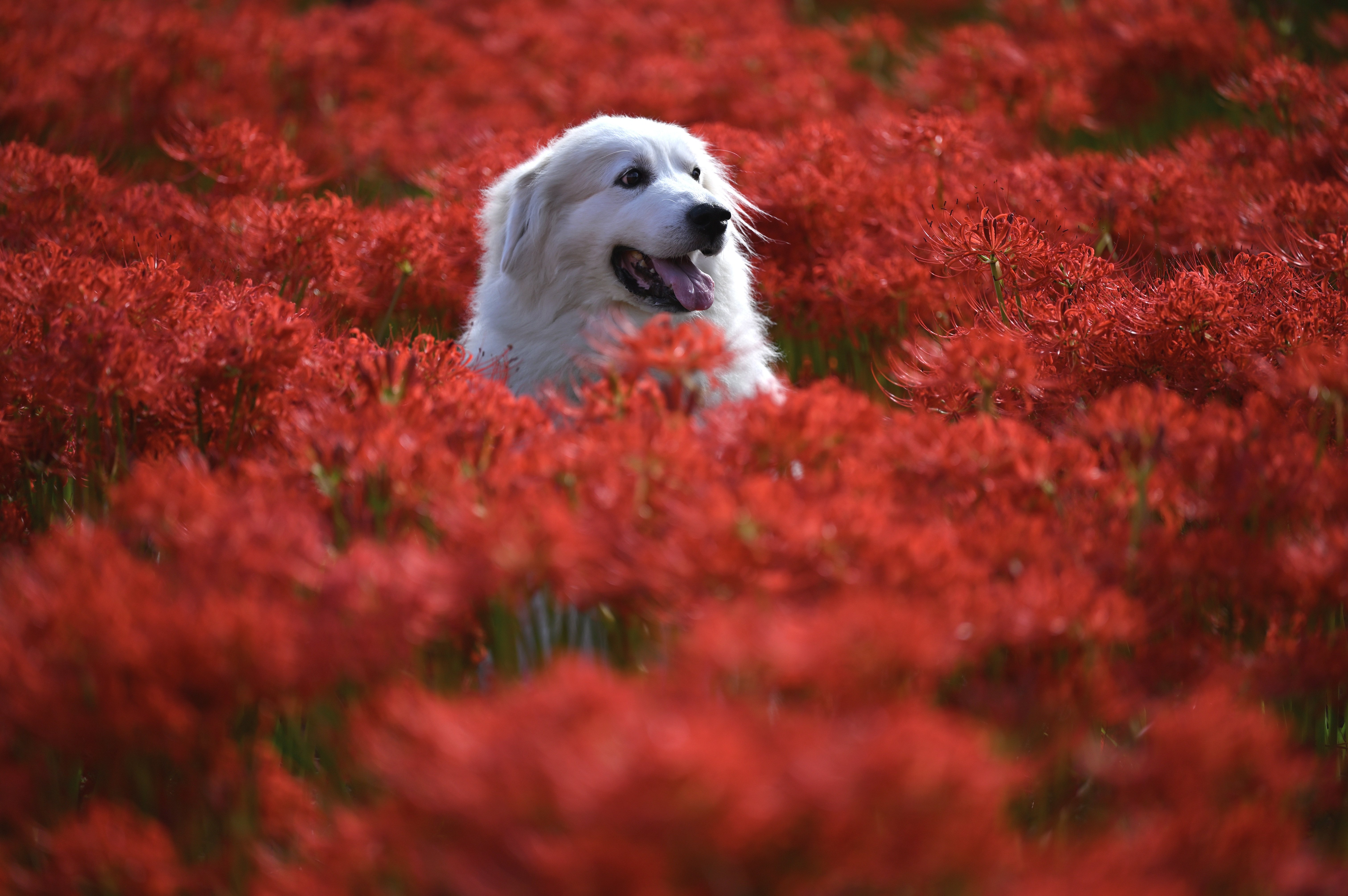 Free download wallpaper Dogs, Dog, Animal, Red Flower on your PC desktop