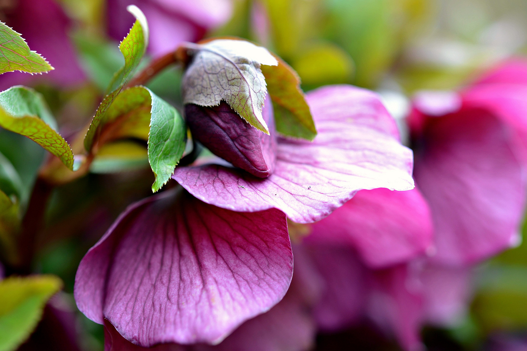 Handy-Wallpaper Blumen, Blume, Erde/natur kostenlos herunterladen.