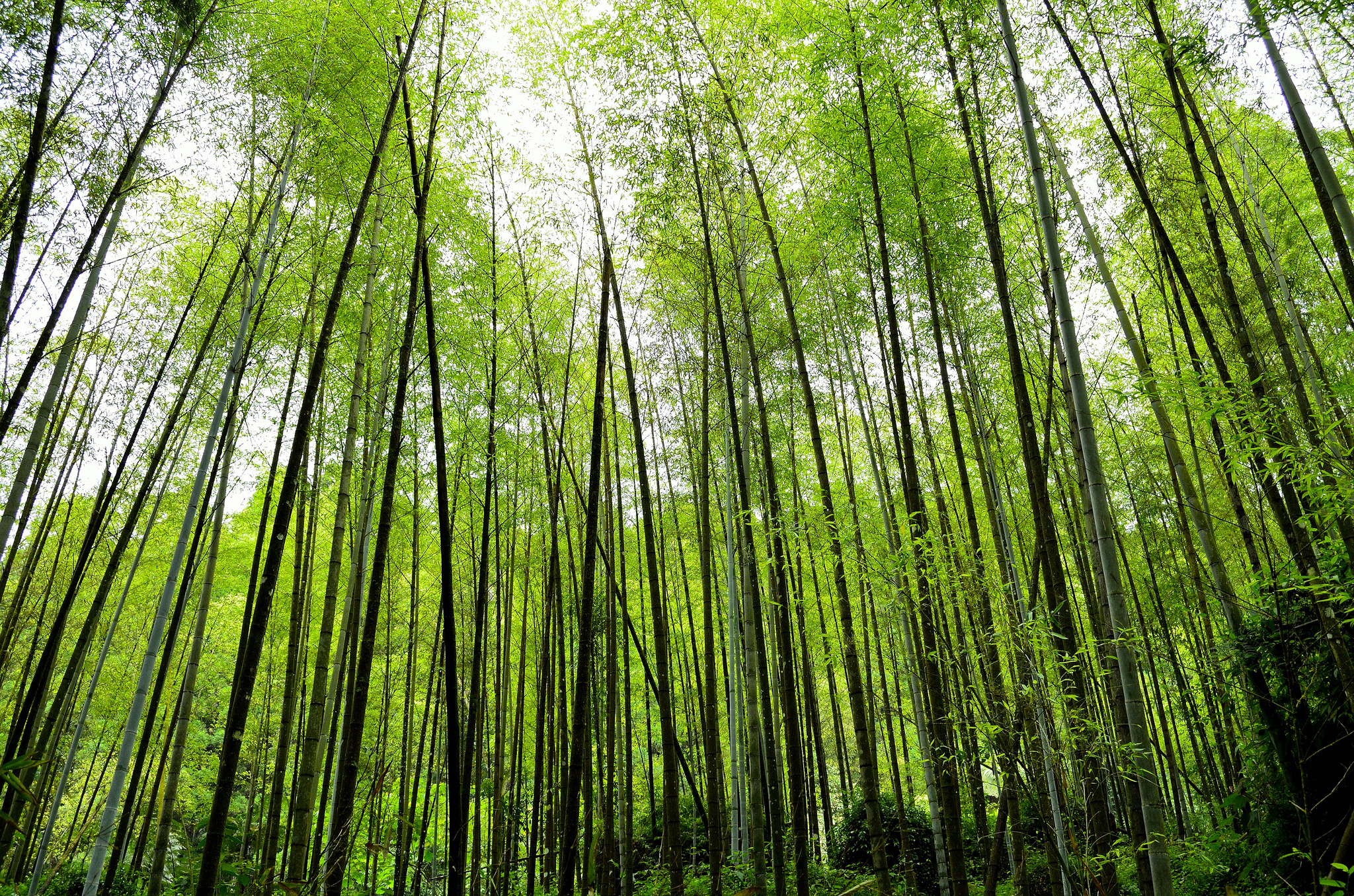 Download mobile wallpaper Nature, Plant, Forest, Earth, Bamboo for free.
