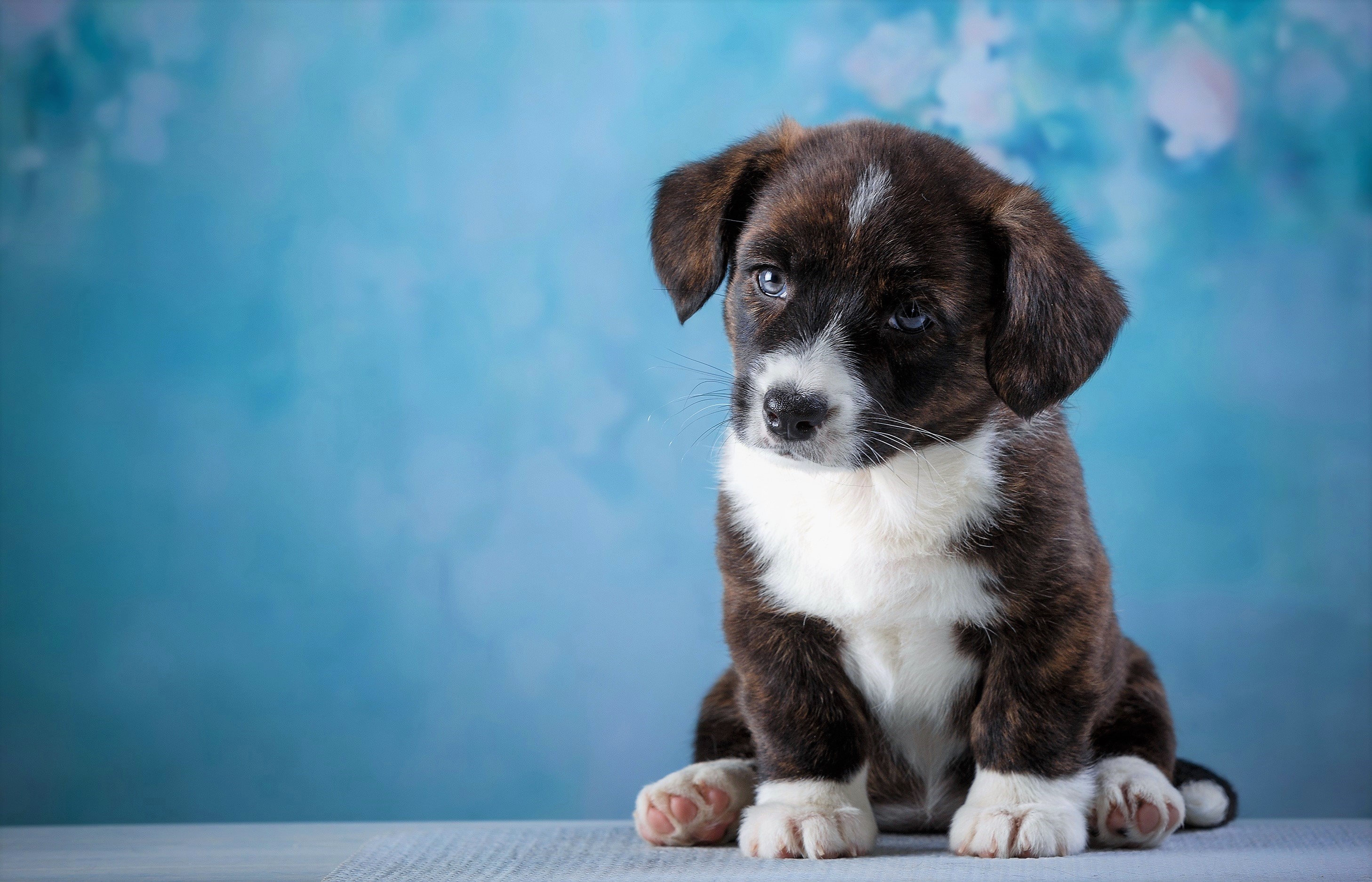 Descarga gratuita de fondo de pantalla para móvil de Animales, Perros, Perro, Cachorro, Ojos Azules, Bebe Animal.