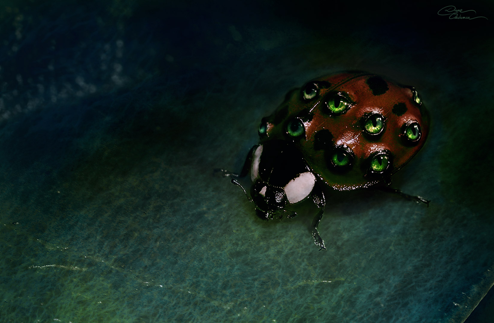animal, ladybug, dark, eye, green, horror, macro, photoshop, plant