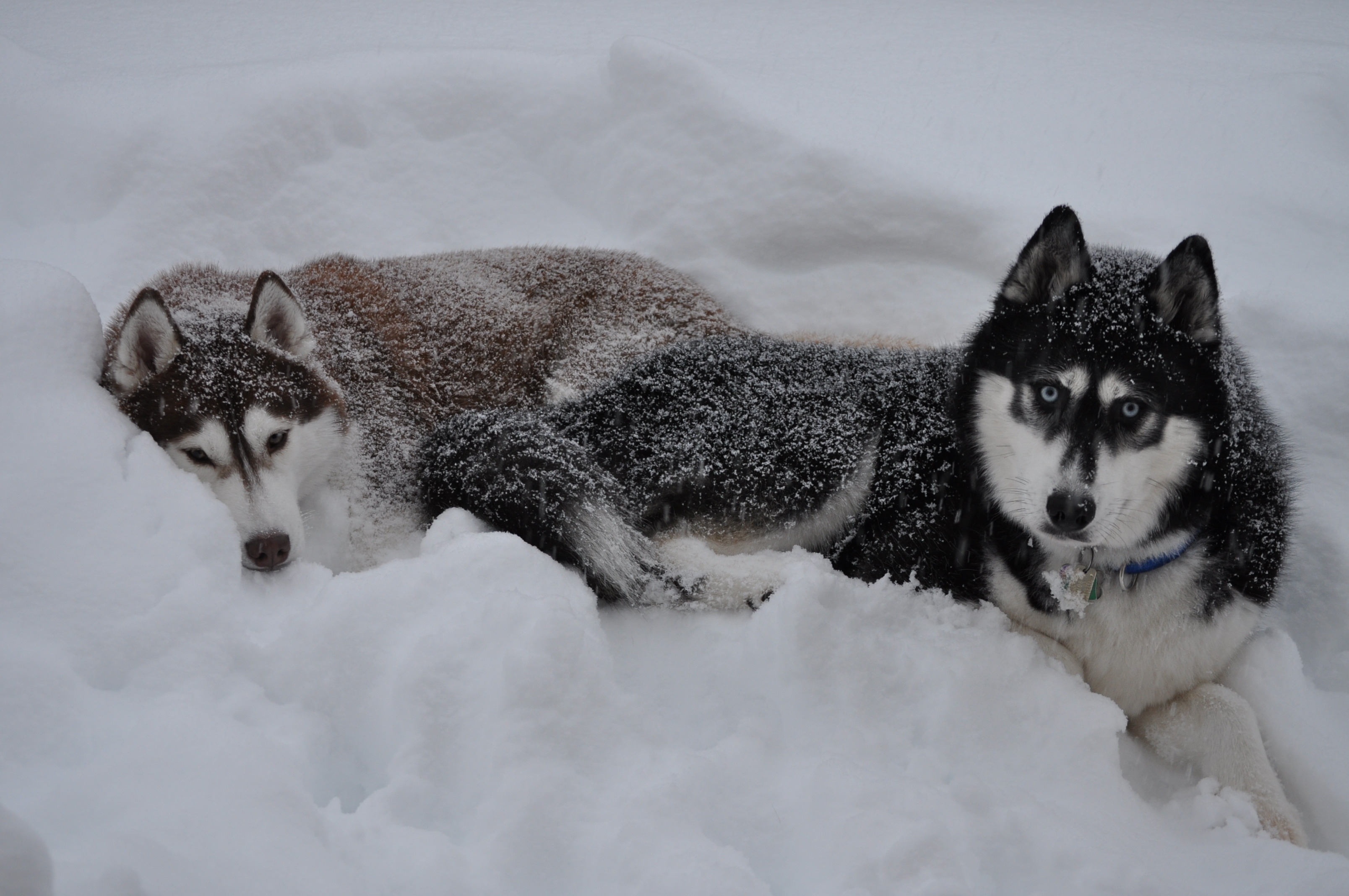 Download mobile wallpaper To Lie Down, Lie, Animals, Snow, Winter, Husky, Pair, Couple, Dogs for free.