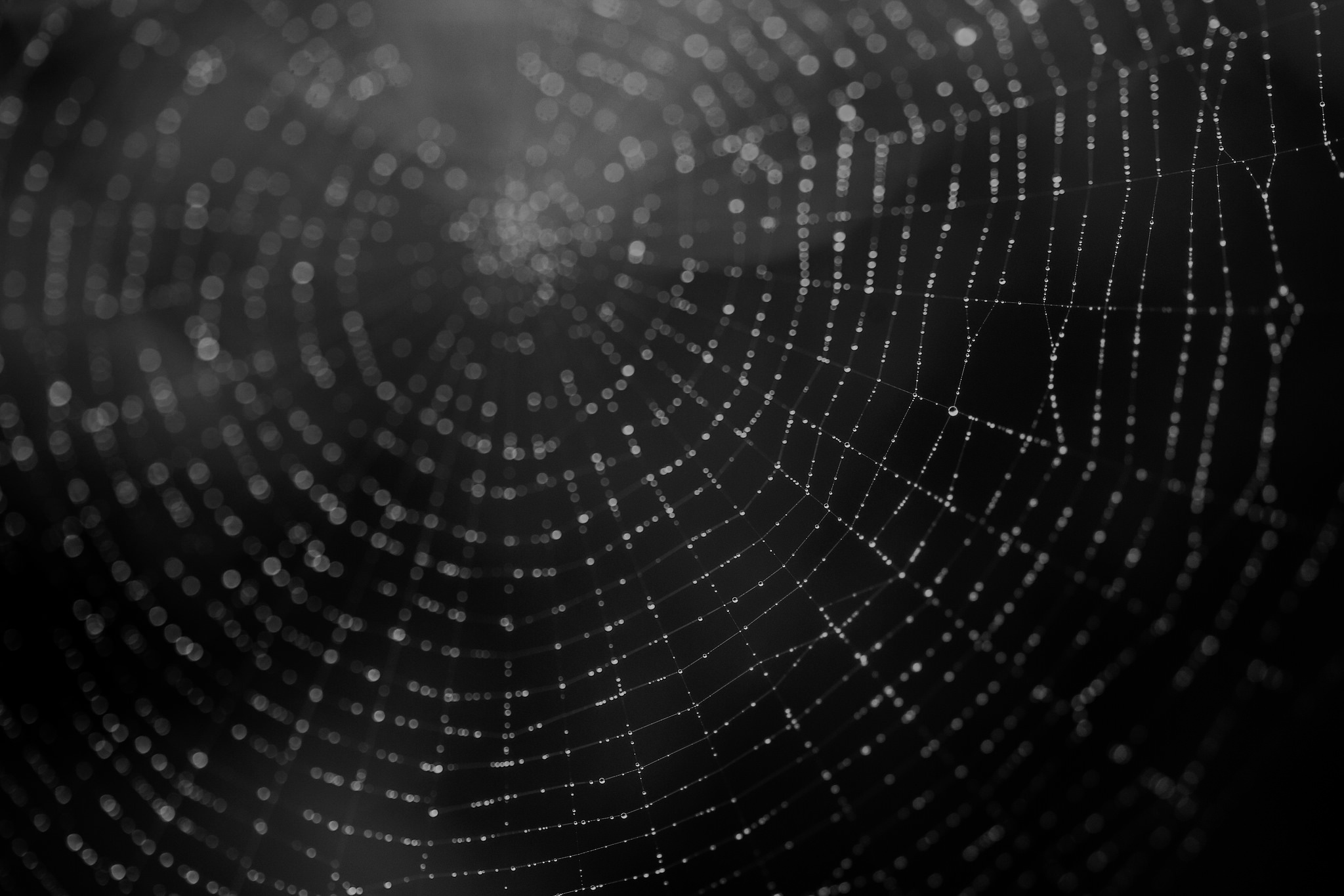 Free download wallpaper Macro, Photography, Black & White, Spider Web on your PC desktop