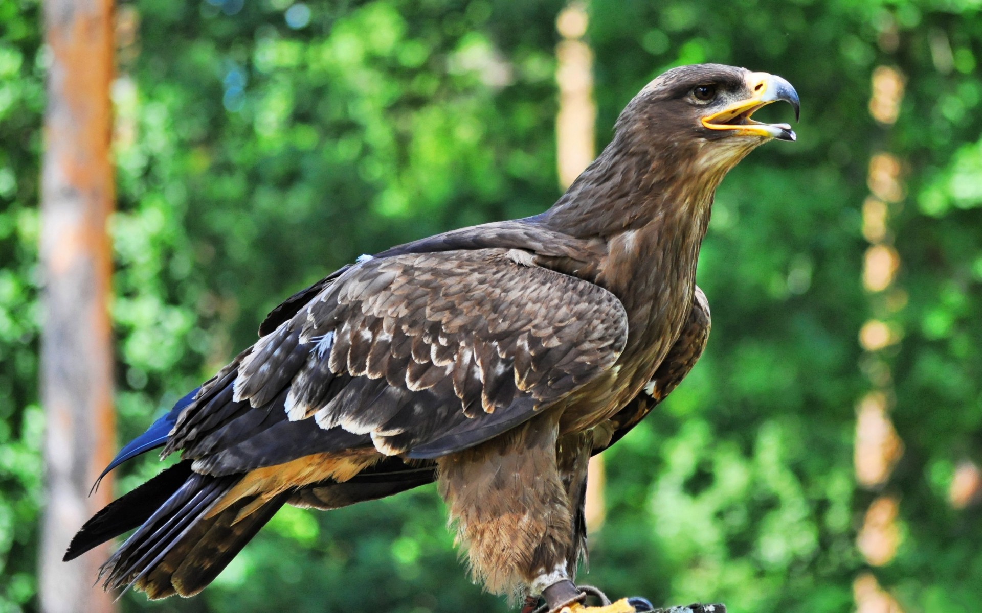 Download mobile wallpaper Birds, Animal, Eagle for free.