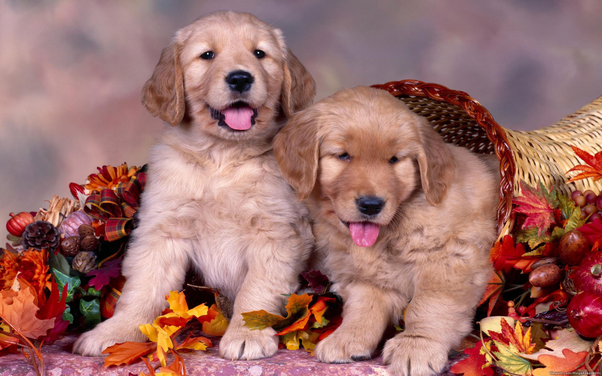 Téléchargez gratuitement l'image Animaux, Chien, Chiot, Mignon sur le bureau de votre PC