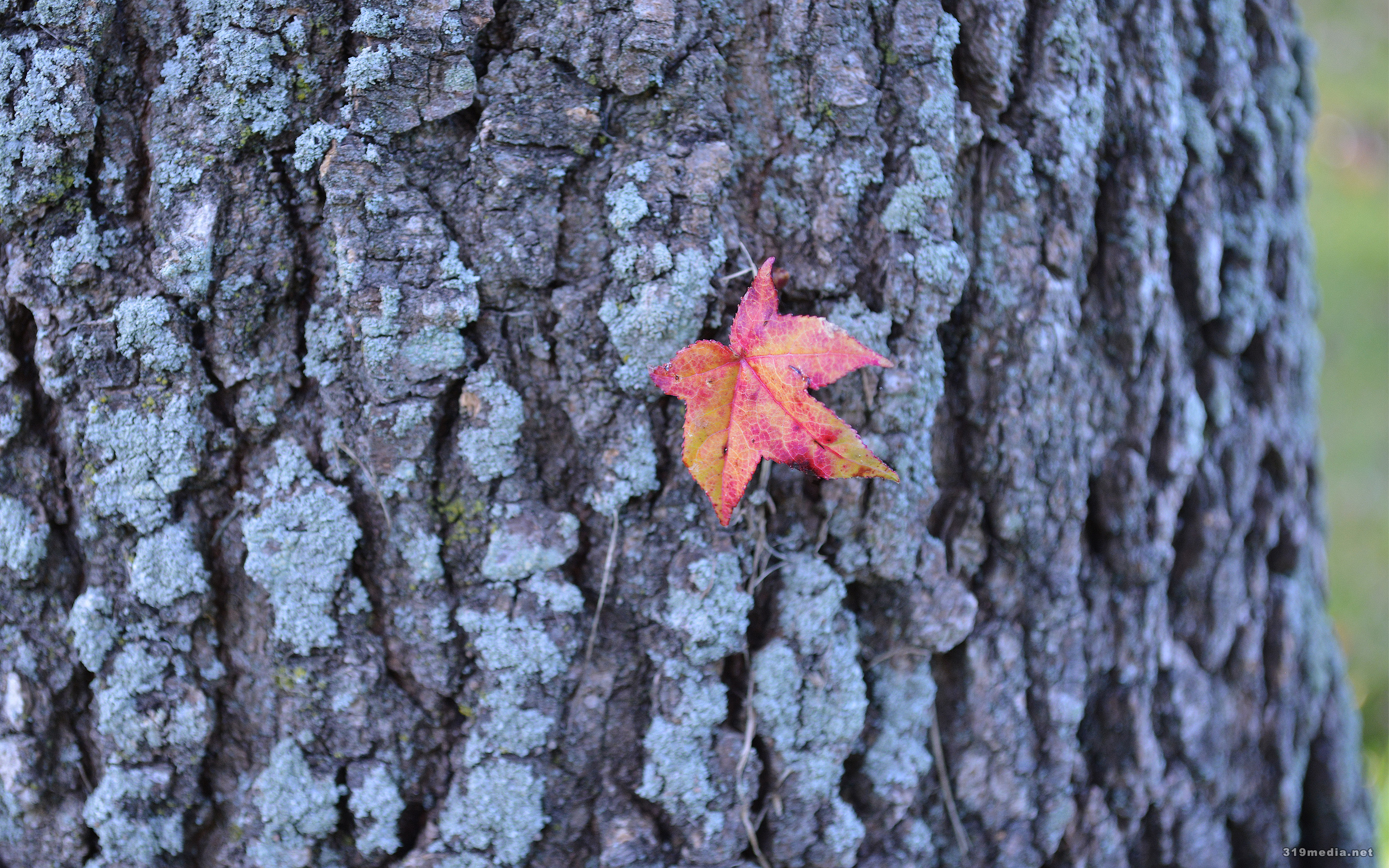 無料モバイル壁紙葉, 木, 秋, 自然, 地球をダウンロードします。