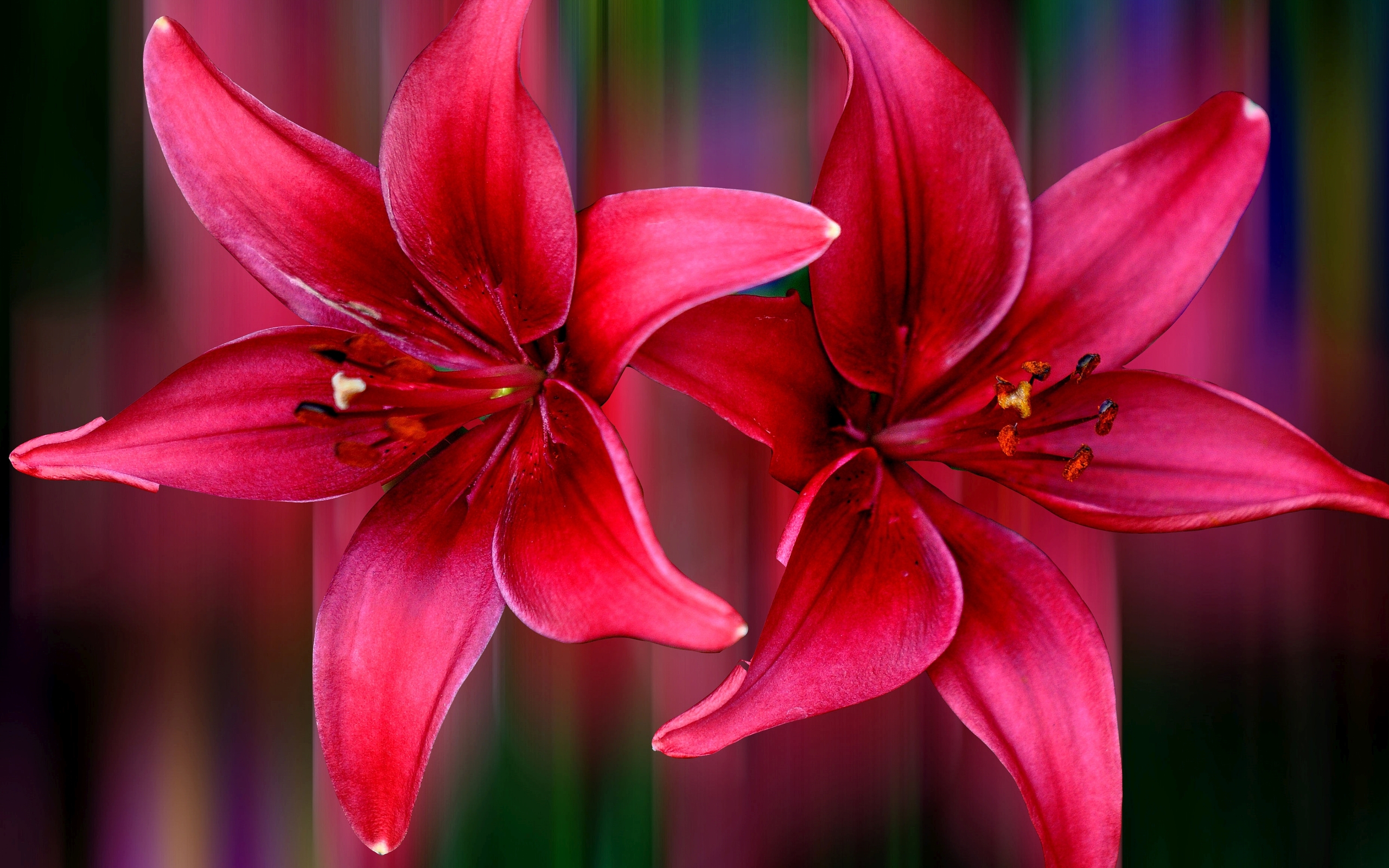 Download mobile wallpaper Flowers, Flower, Earth, Colors, Stripes, Lily, Pink Flower for free.