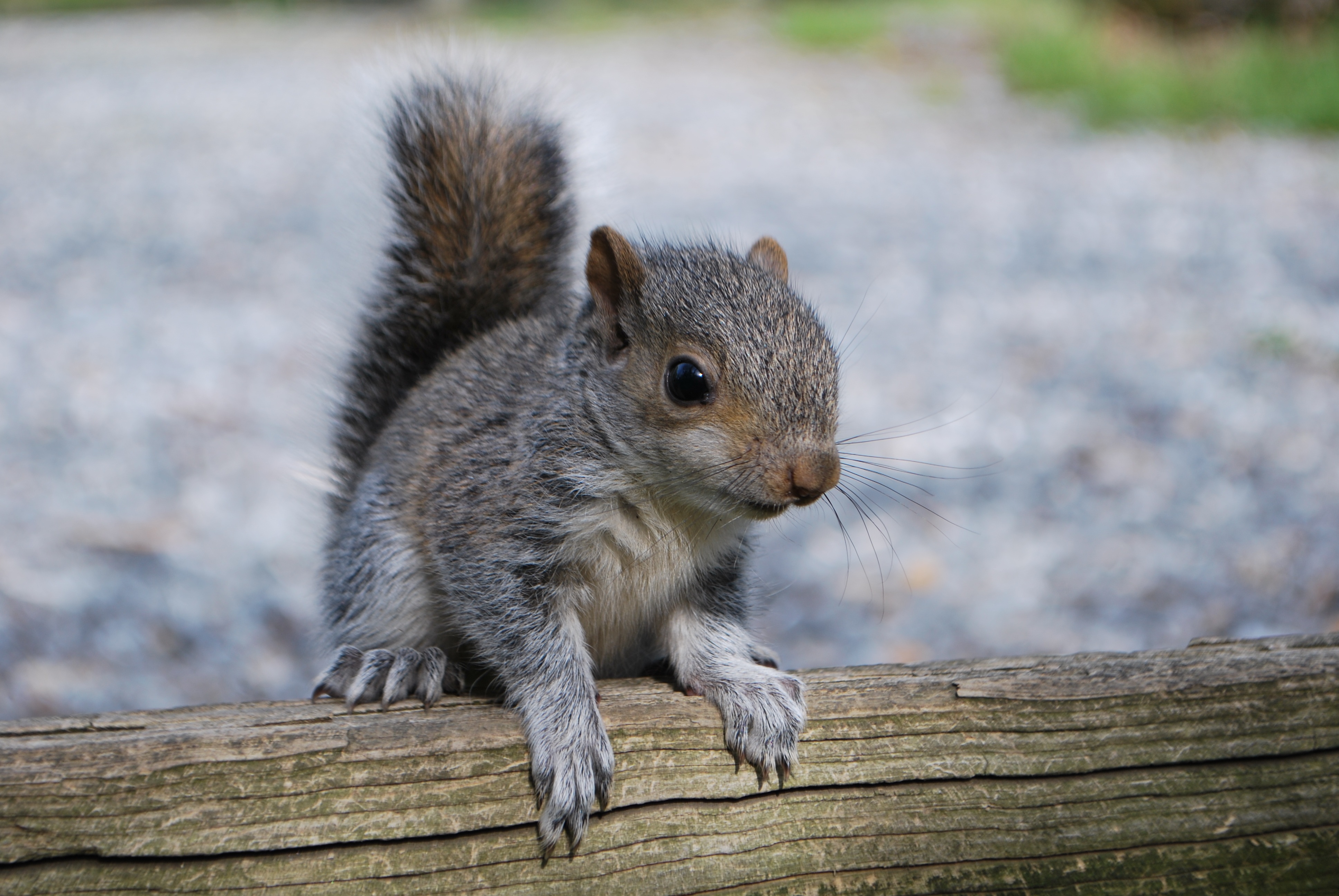 Download mobile wallpaper Log, Animals, Rodent, Squirrel for free.
