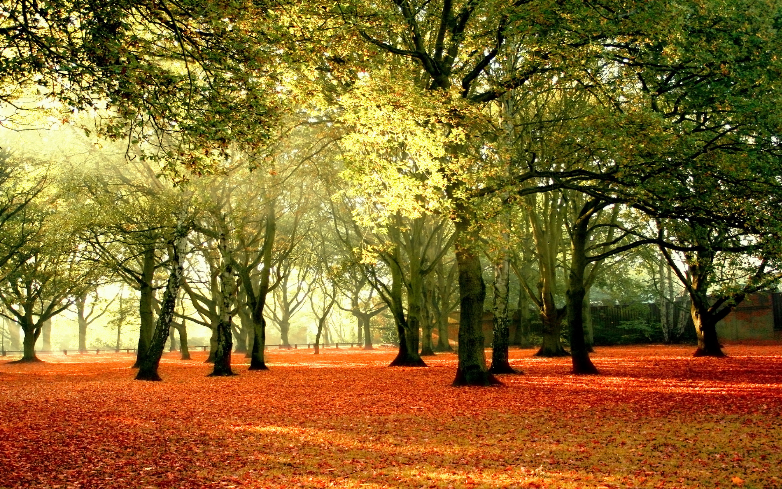 Descarga gratis la imagen Bosque, Tierra/naturaleza en el escritorio de tu PC