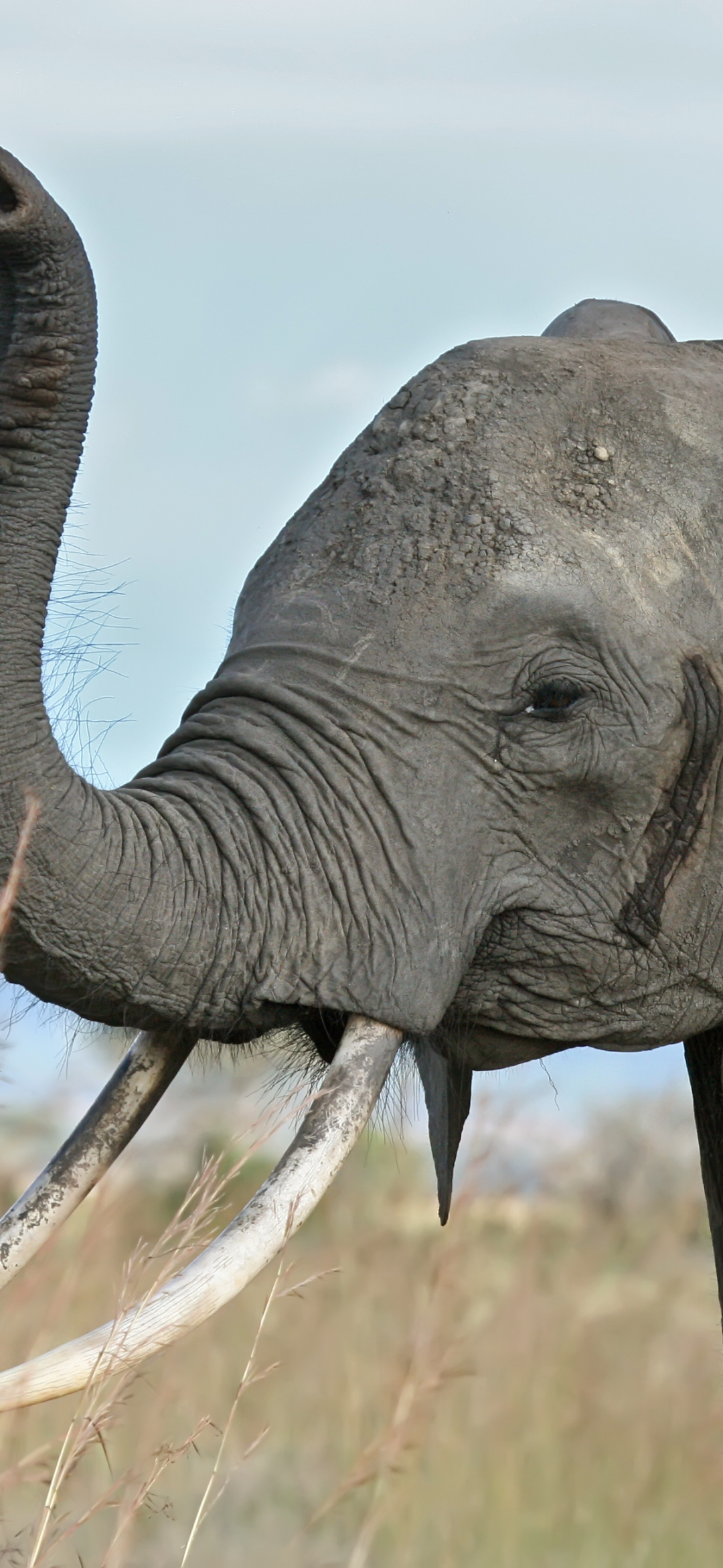 無料モバイル壁紙動物, 象, アフリカゾウ, ゾウをダウンロードします。