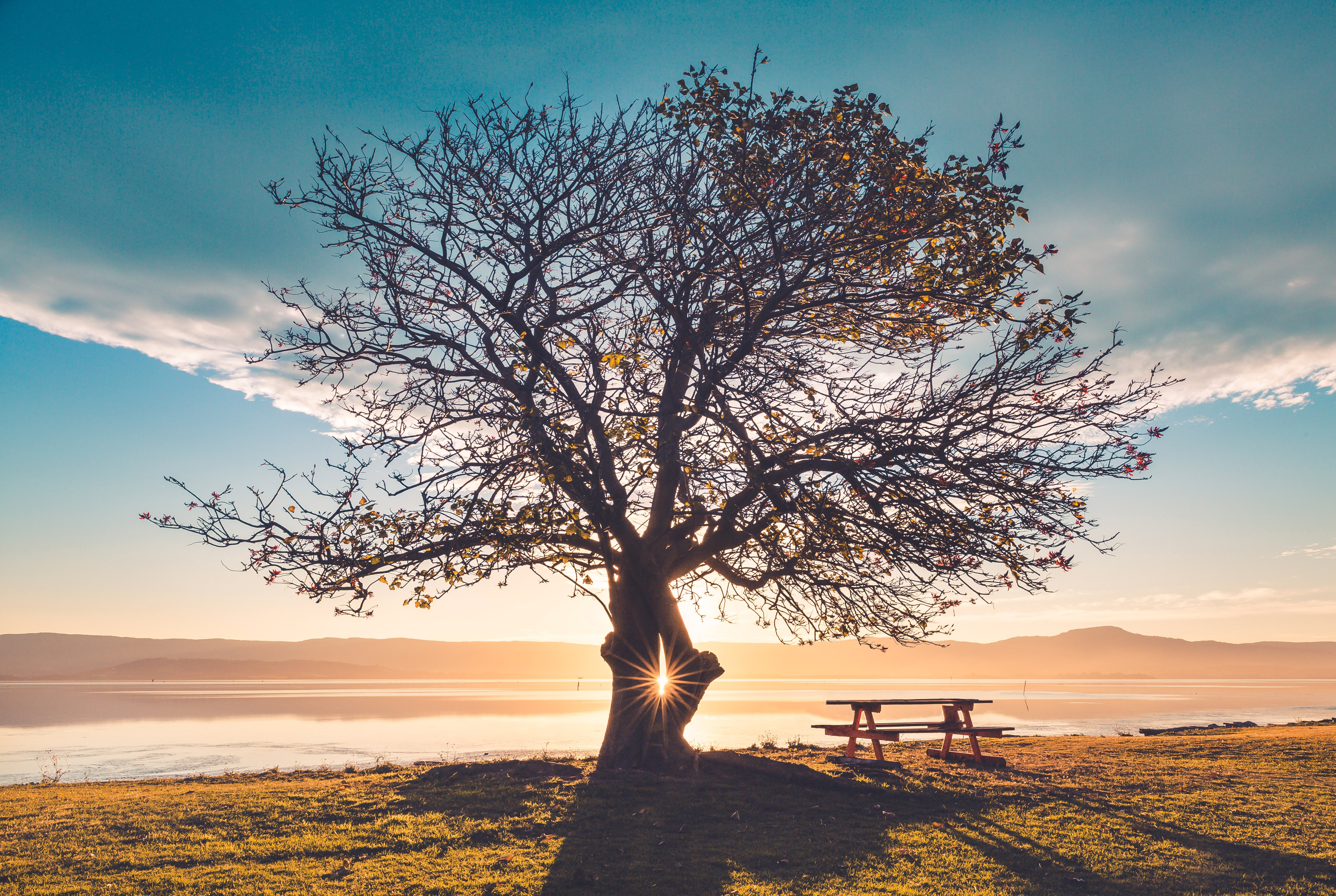 Free download wallpaper Shine, Tree, Table, Nature, Light, Wood, Bench on your PC desktop