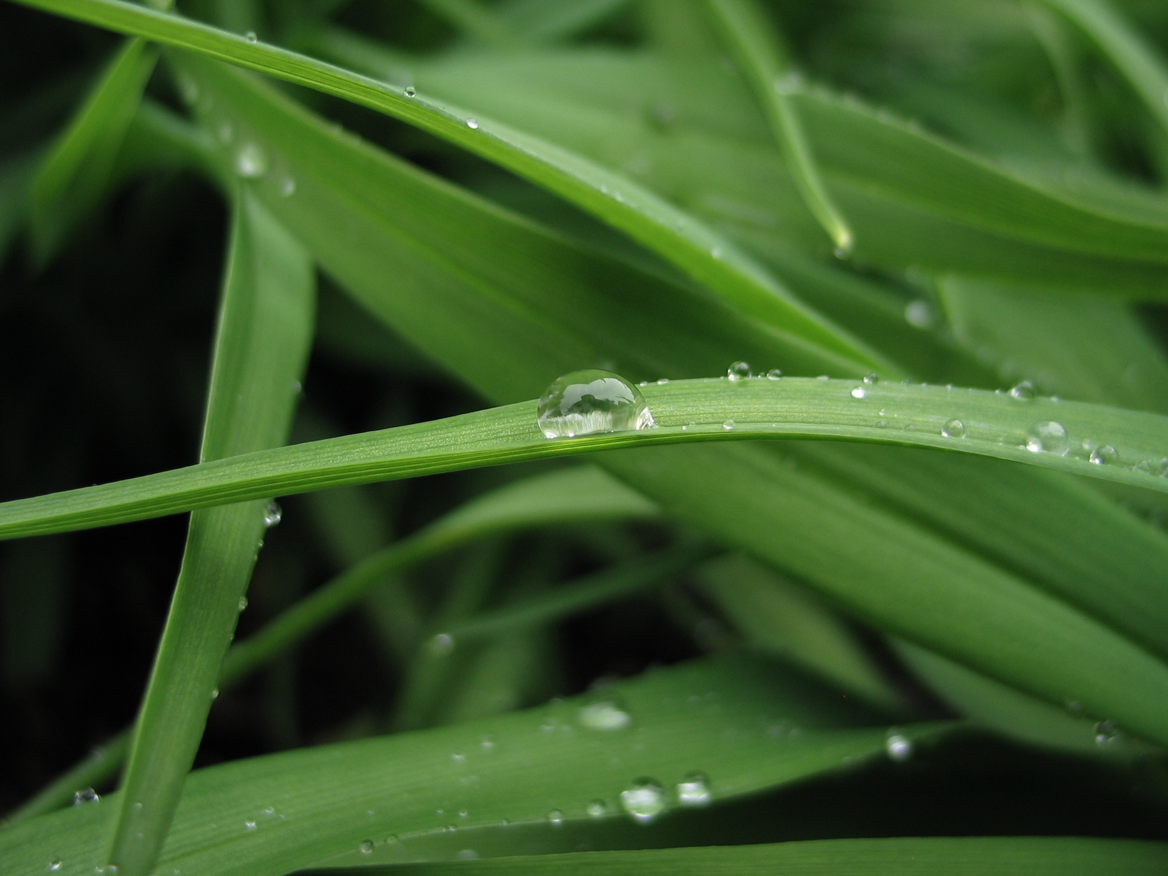 Laden Sie das Gras, Erde/natur-Bild kostenlos auf Ihren PC-Desktop herunter