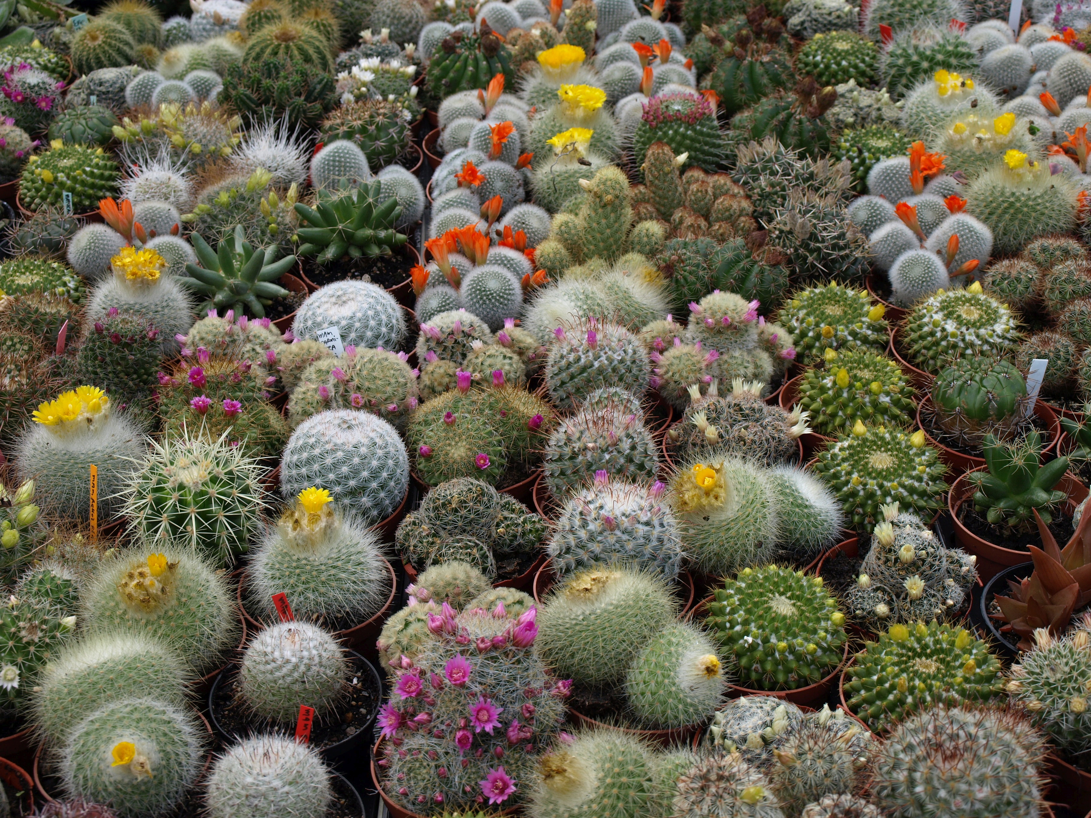 Download mobile wallpaper Earth, Cactus for free.