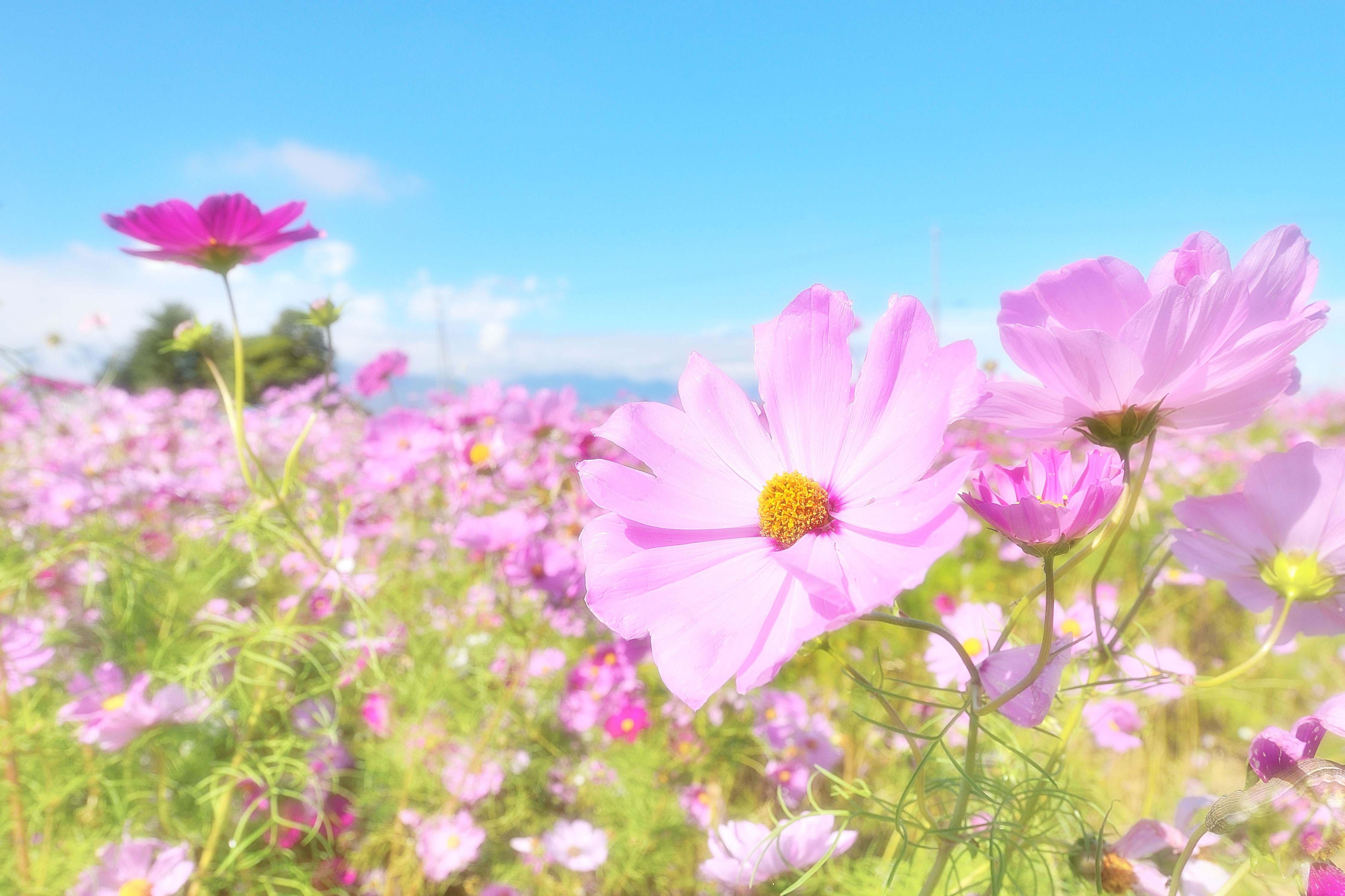 Download mobile wallpaper Nature, Flowers, Summer, Flower, Earth, Cosmos, Pink Flower for free.