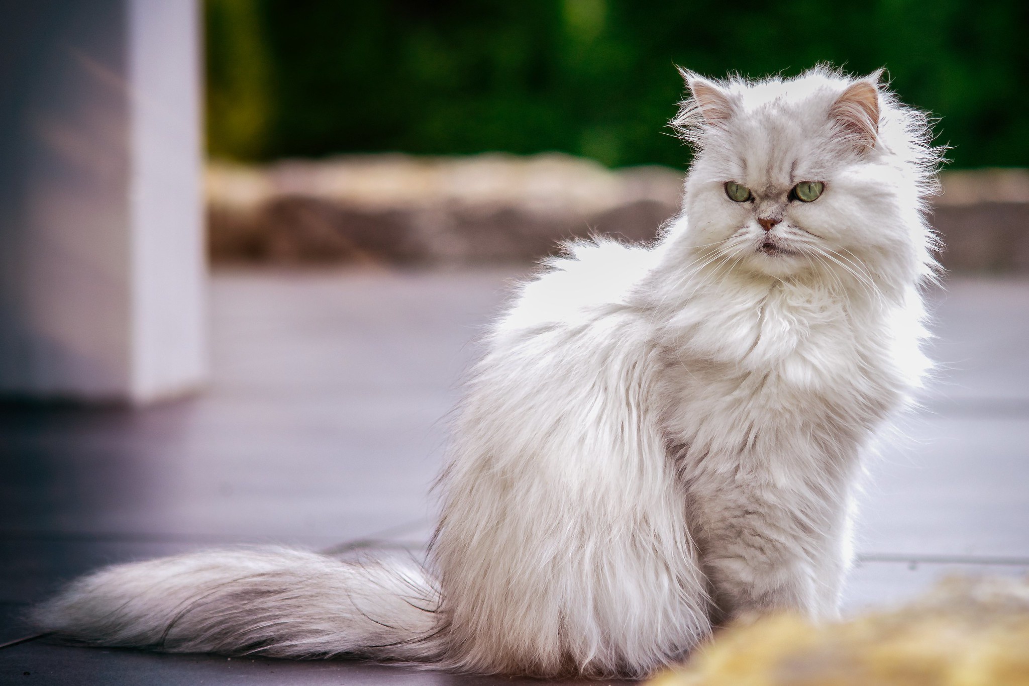 Baixe gratuitamente a imagem Animais, Gatos, Gato, Profundidade De Campo na área de trabalho do seu PC