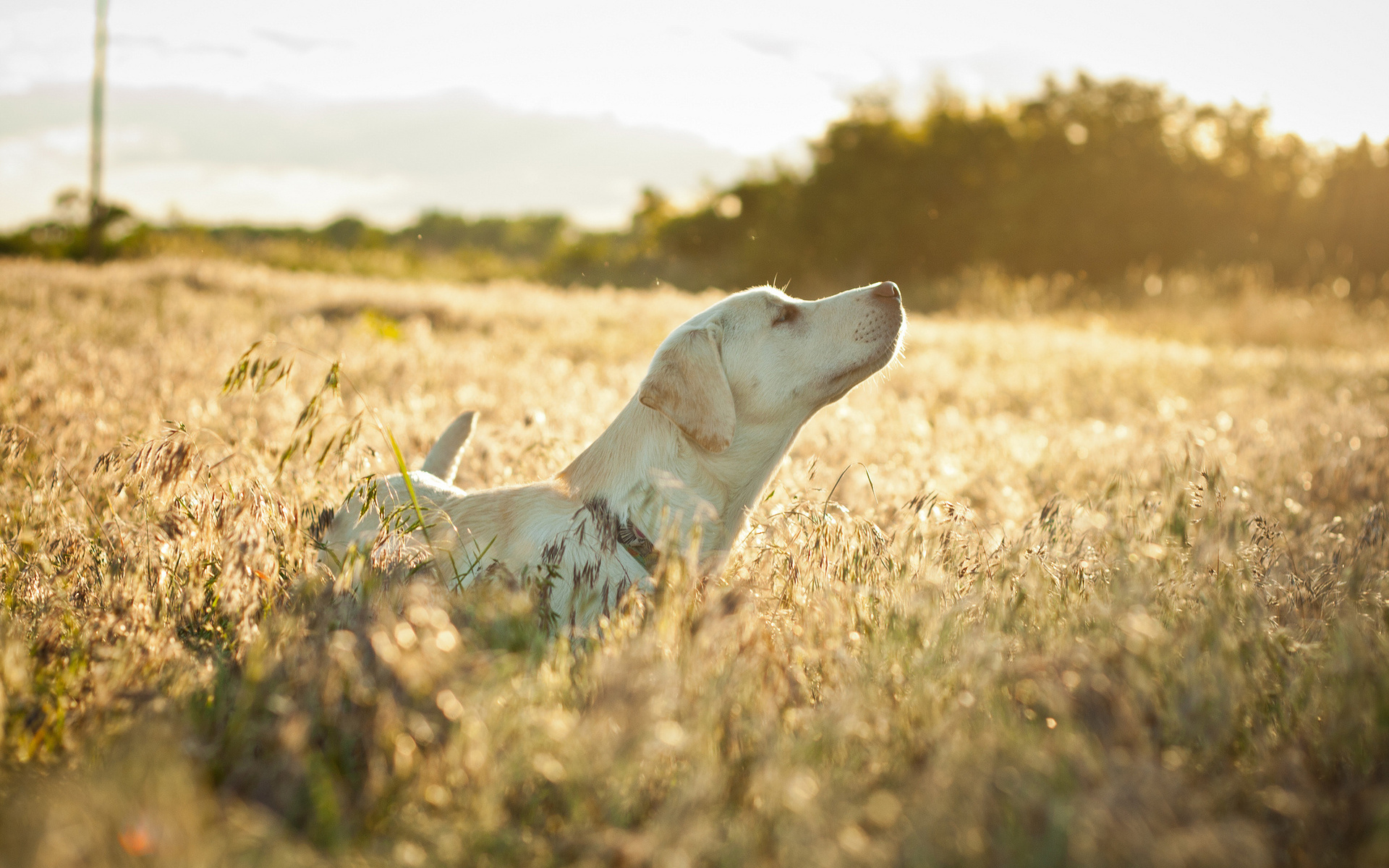 Descarga gratuita de fondo de pantalla para móvil de Animales, Perro.