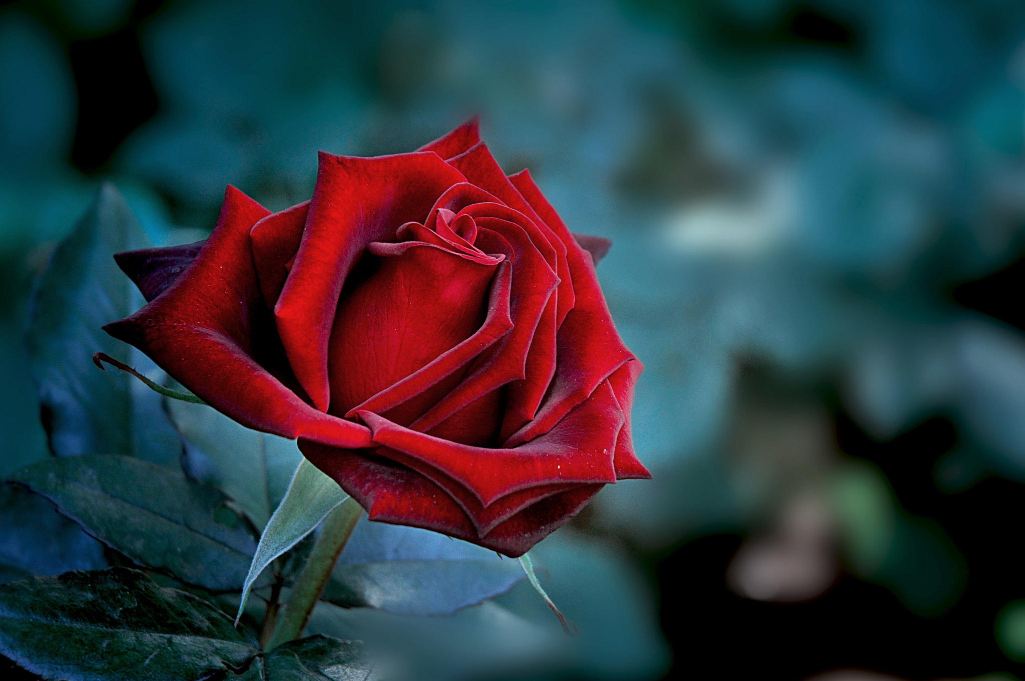 Download mobile wallpaper Flowers, Rose, Earth, Petal, Red Rose, Red Flower for free.