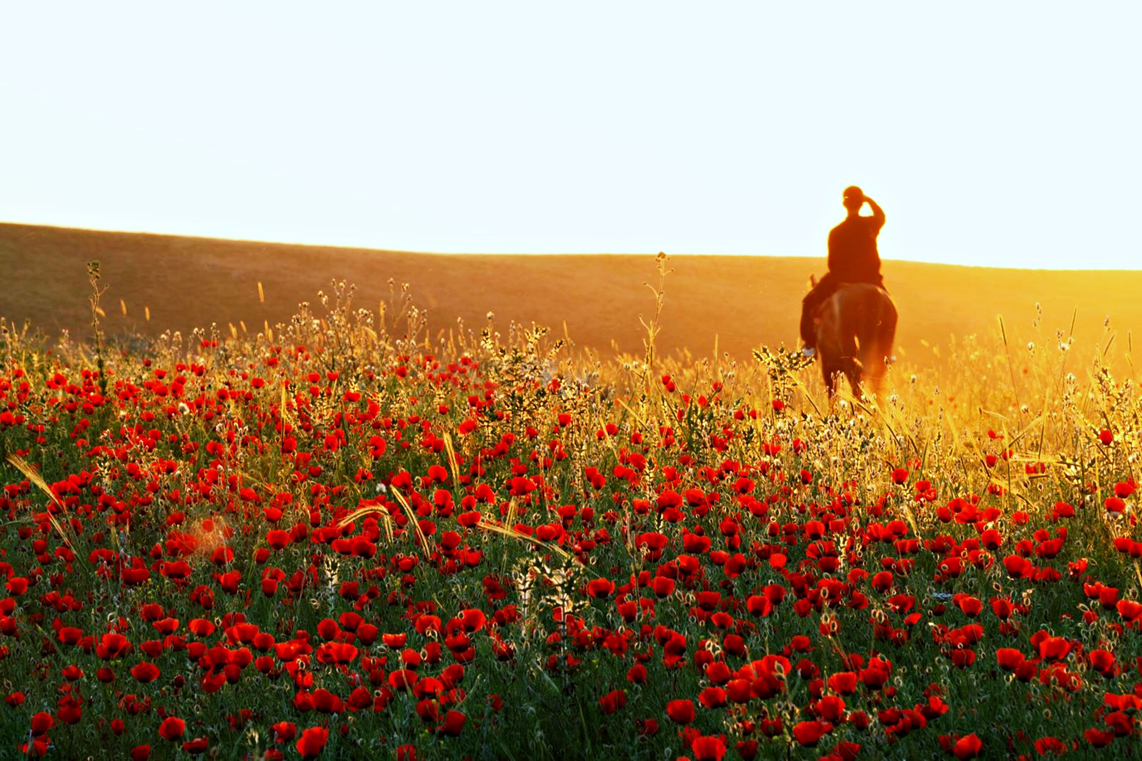 Descarga gratis la imagen Paisaje, Naturaleza, Flor, Tierra, Campo, Primavera, Caballo, Fotografía, Pintoresco en el escritorio de tu PC