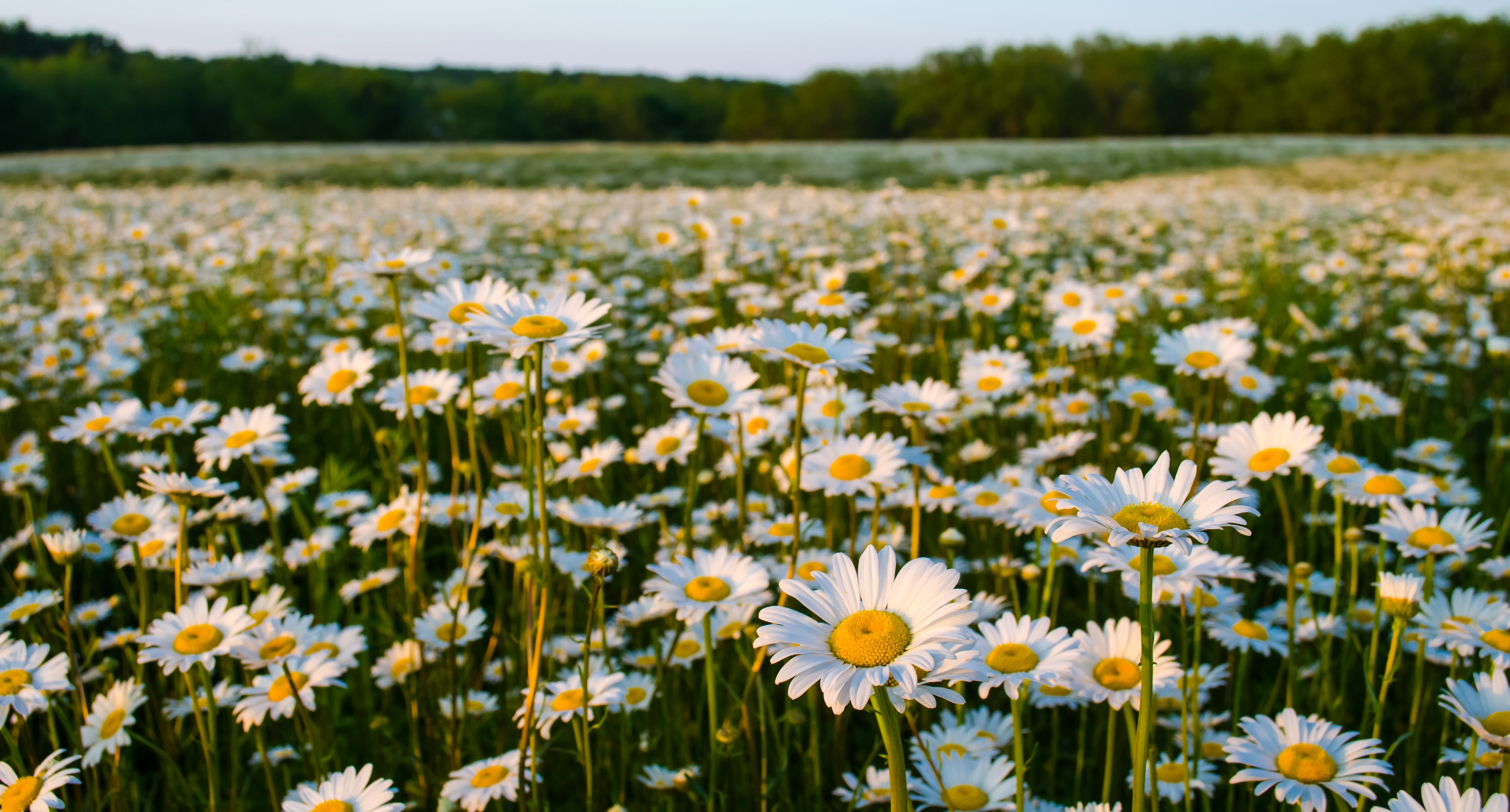 Téléchargez gratuitement l'image Fleurs, Été, Fleur, Prairie, Marguerite, Fleur Blanche, La Nature, Terre/nature sur le bureau de votre PC