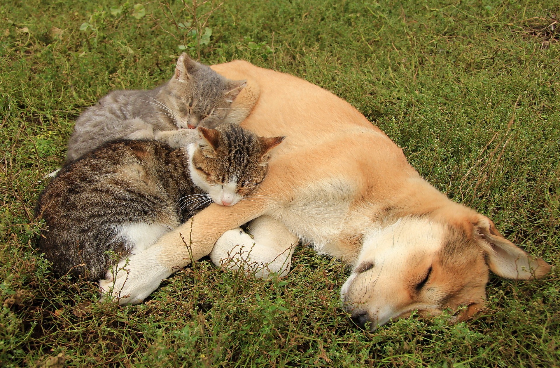 Free download wallpaper Cat, Kitten, Dog, Animal, Sleeping, Cat & Dog on your PC desktop