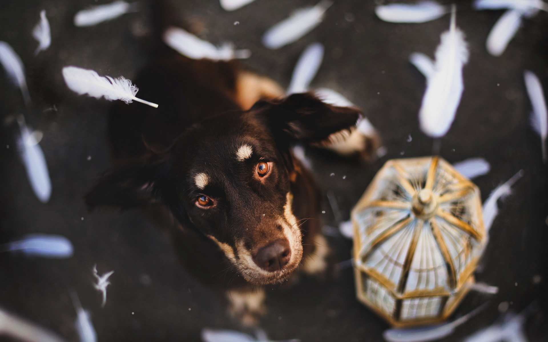 Téléchargez des papiers peints mobile Animaux, Chien gratuitement.