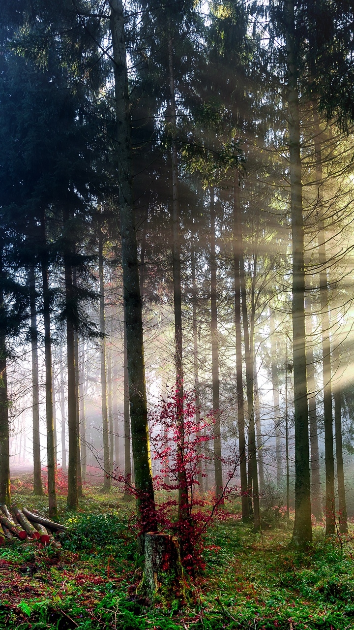 Descarga gratuita de fondo de pantalla para móvil de Naturaleza, Bosque, Árbol, Rayo De Sol, Tierra/naturaleza.