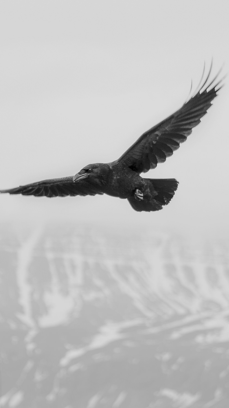 Download mobile wallpaper Bird, Animal, Crow, Black & White for free.