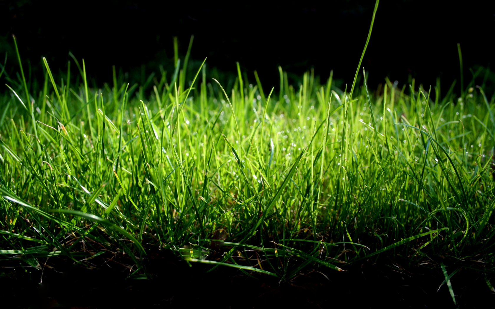 Handy-Wallpaper Gras, Erde/natur kostenlos herunterladen.