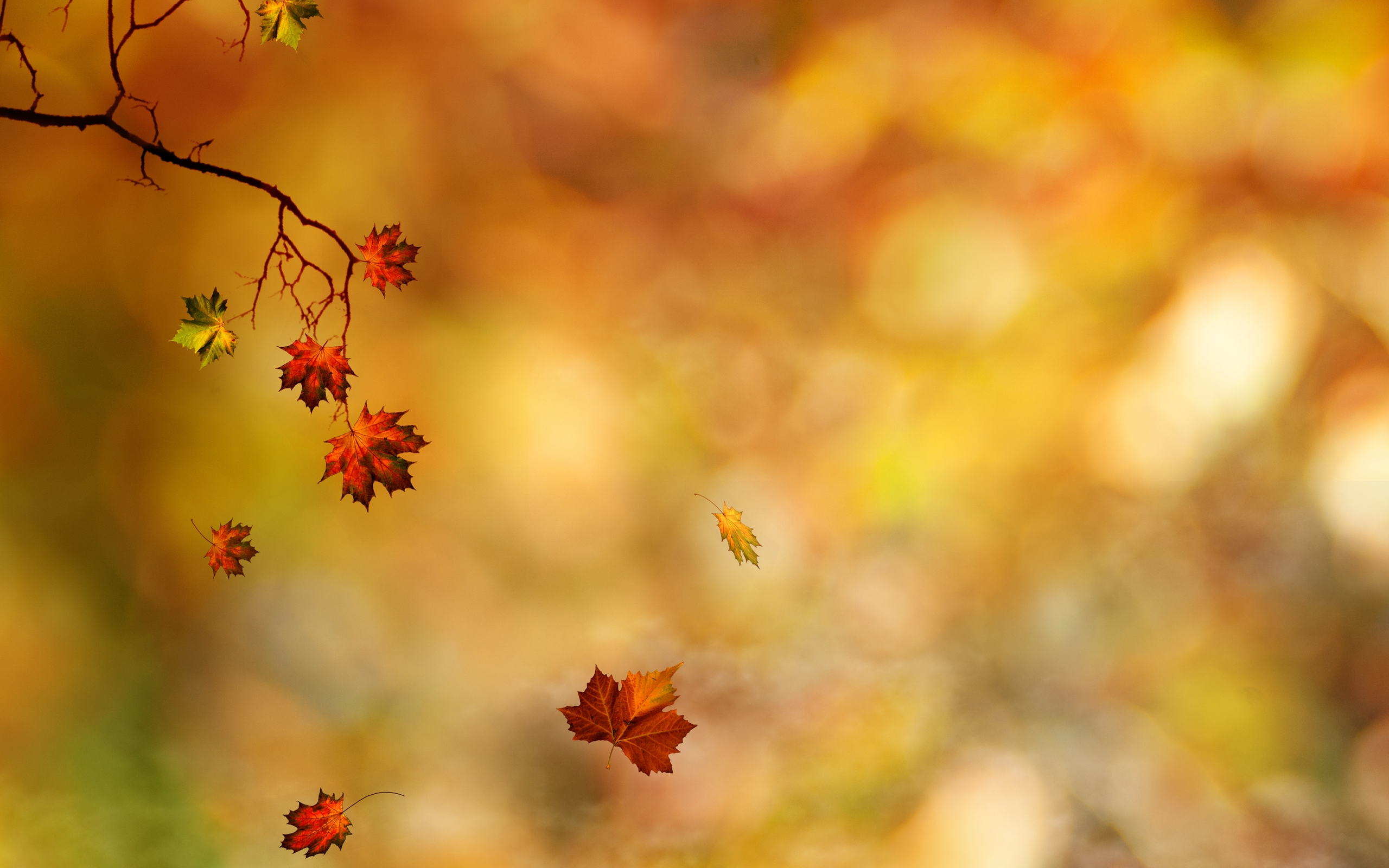 Скачать картинку Природа, Осень, Лист, Время Года, Земля/природа в телефон бесплатно.