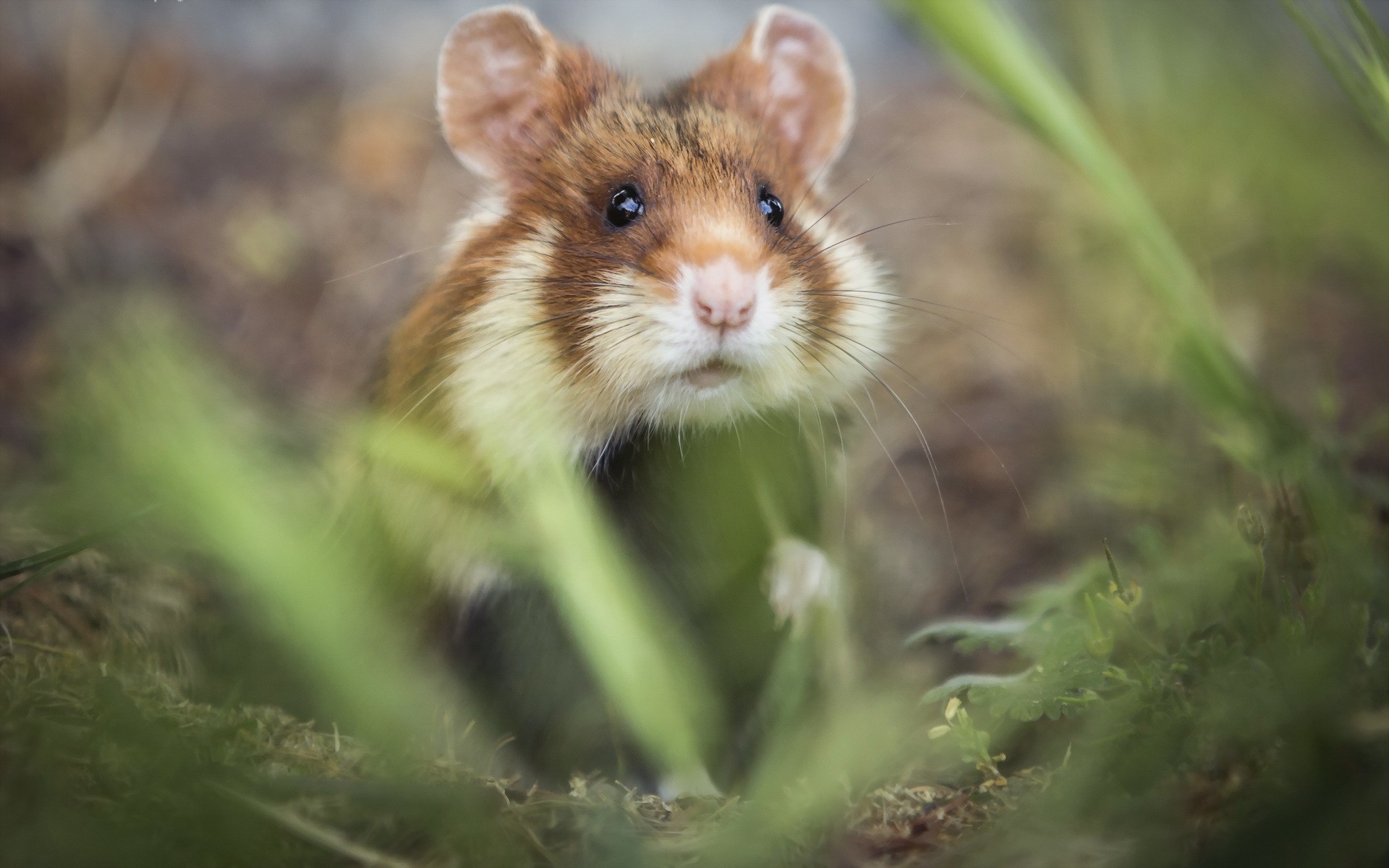 Laden Sie das Tiere, Hamster, Nahansicht-Bild kostenlos auf Ihren PC-Desktop herunter