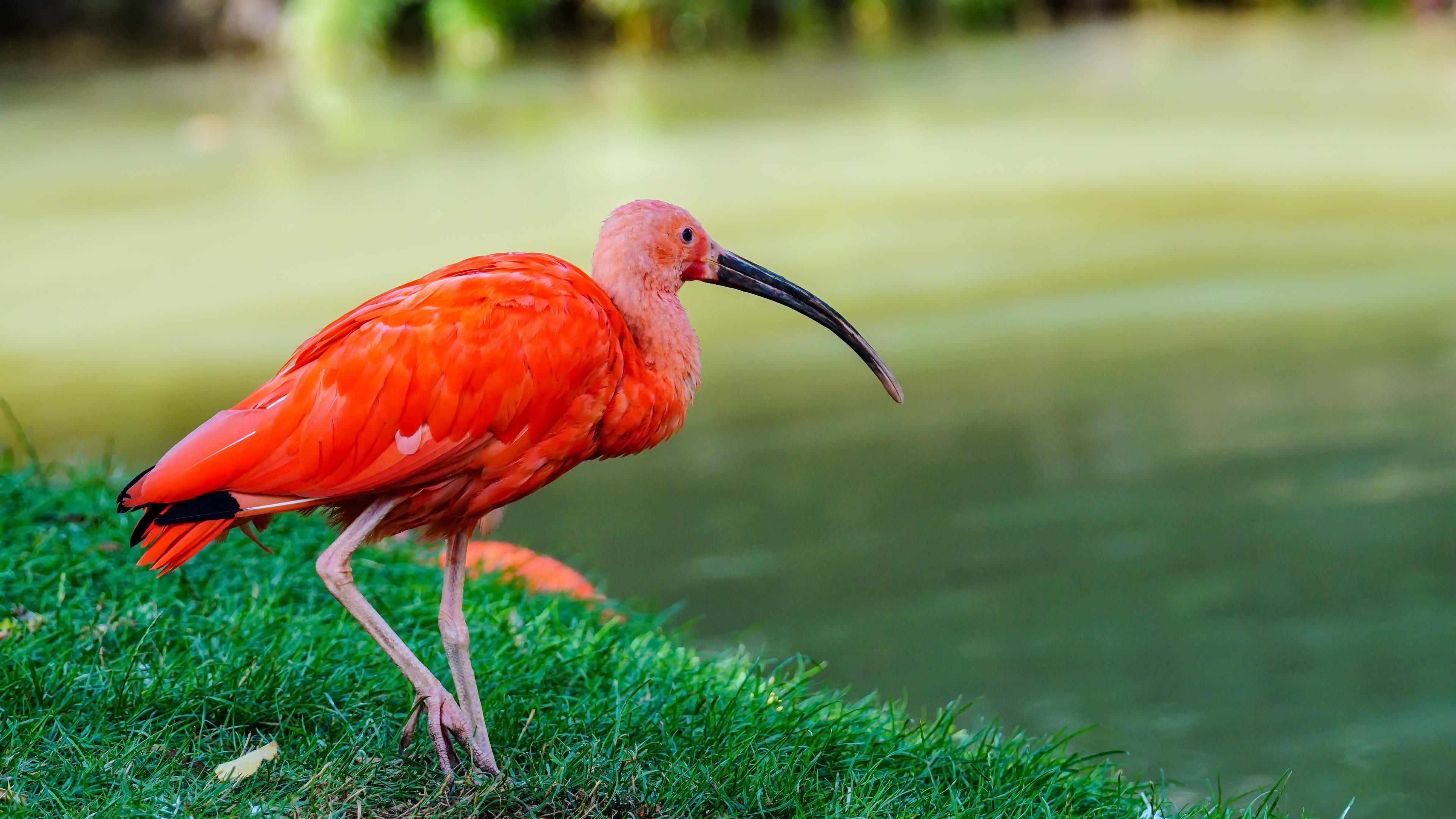 animal, scarlet ibis, bird, birds