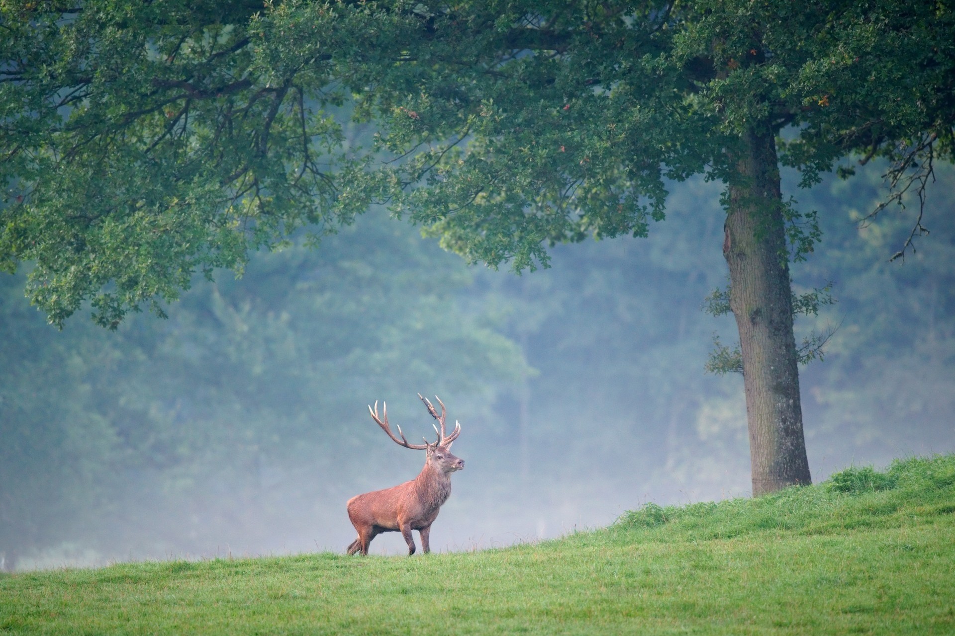 PCデスクトップに動物, 散歩, 霧, 木, 鹿, 草画像を無料でダウンロード