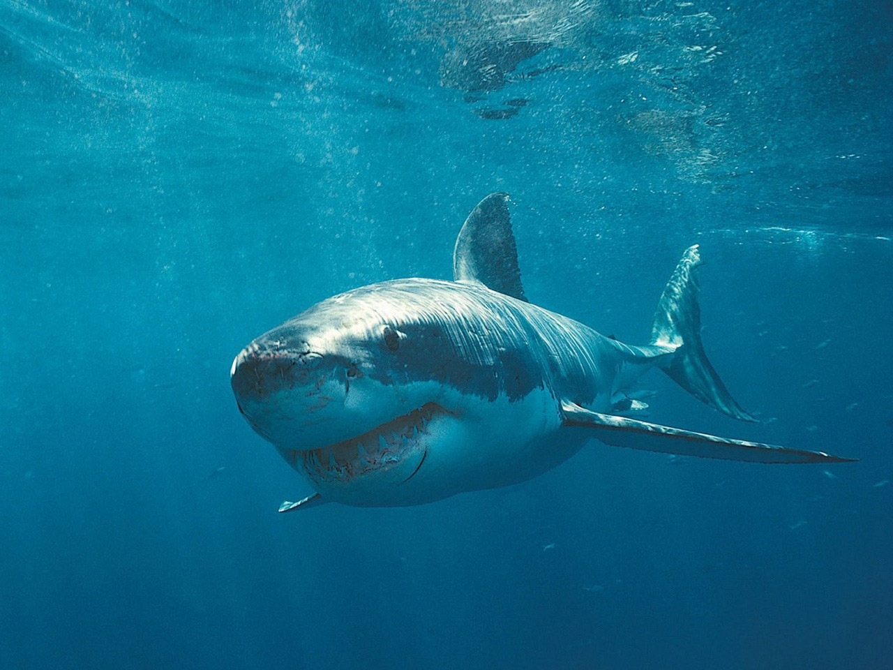 44616 Hintergrundbild herunterladen sharks, türkis, tiere - Bildschirmschoner und Bilder kostenlos