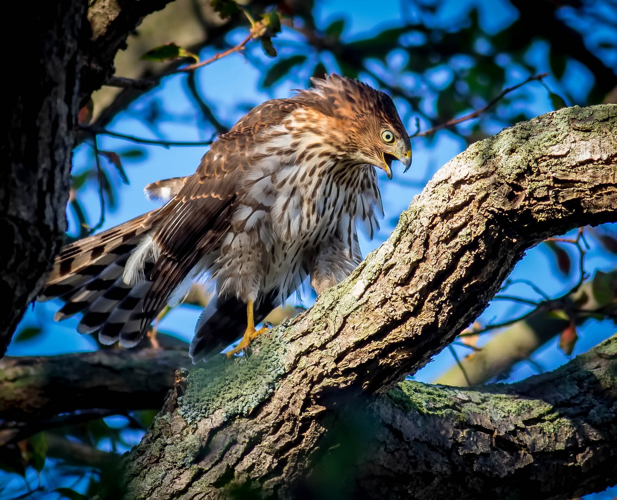 Free download wallpaper Birds, Bird, Animal, Hawk, Bird Of Prey on your PC desktop