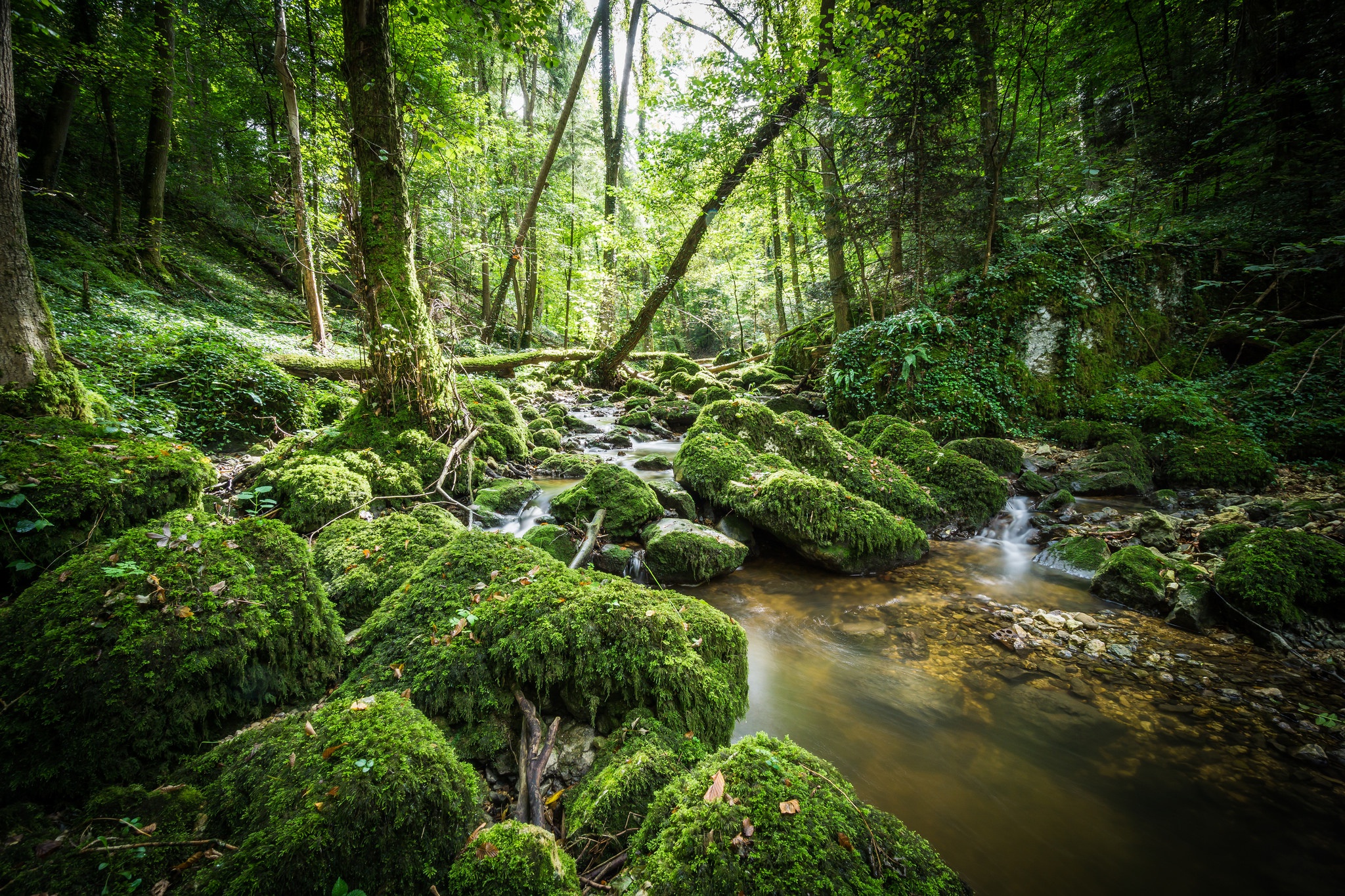 Laden Sie das Natur, Wald, Moos, Strom, Erde/natur-Bild kostenlos auf Ihren PC-Desktop herunter