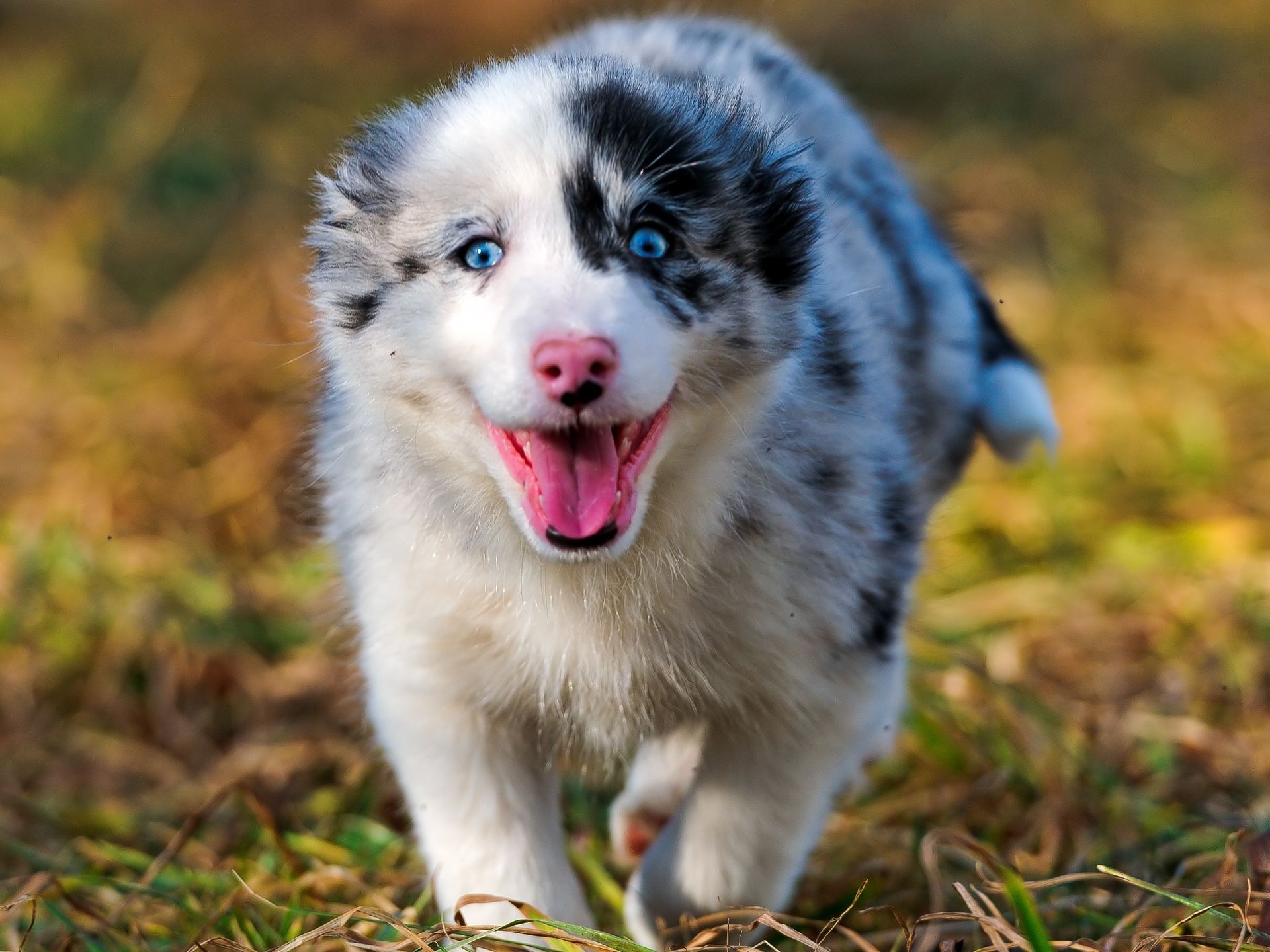 Téléchargez gratuitement l'image Chiens, Chien, Animaux sur le bureau de votre PC