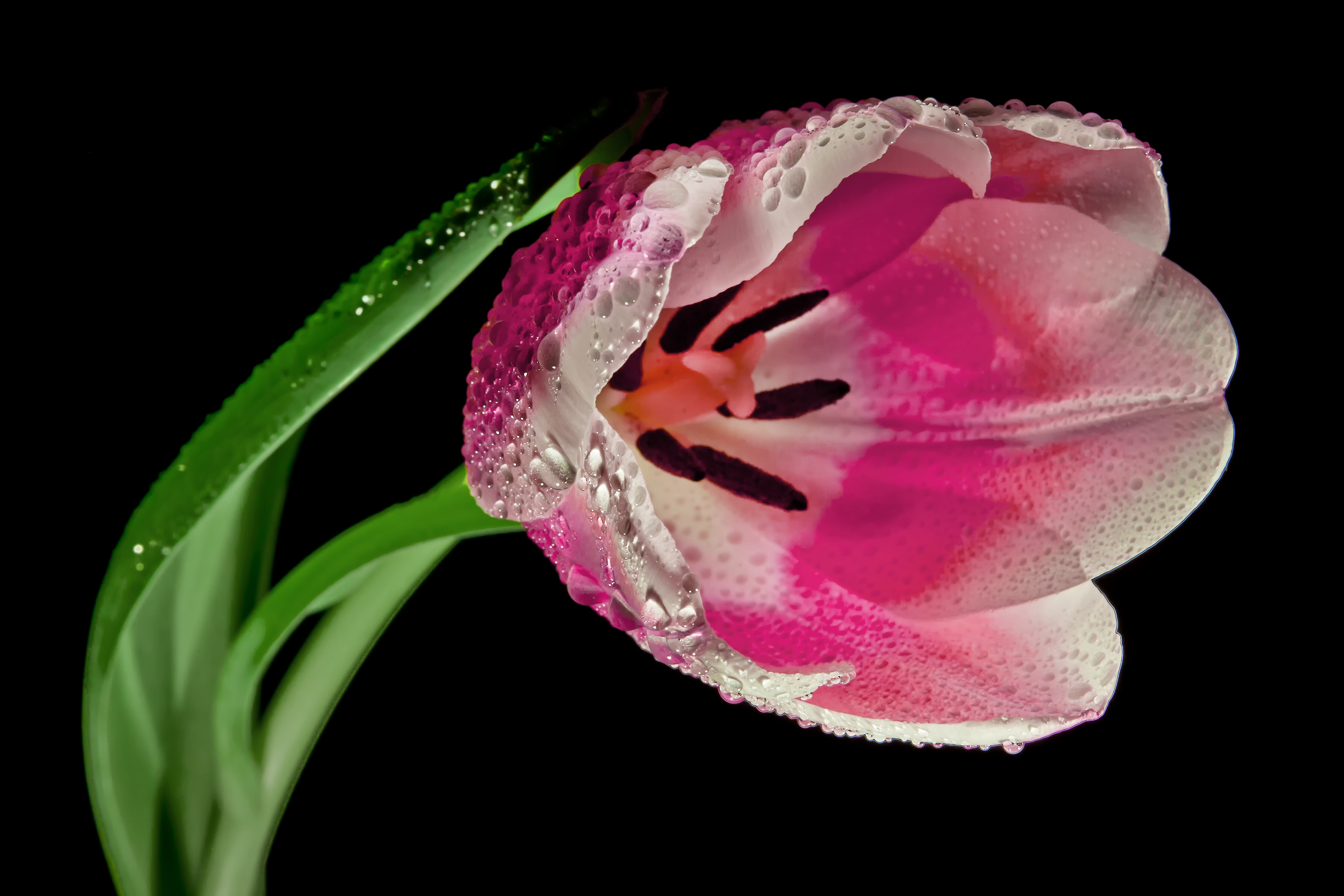 Handy-Wallpaper Tulpe, Tulip, Blume, Blütenblätter, Makro, Blumen kostenlos herunterladen.