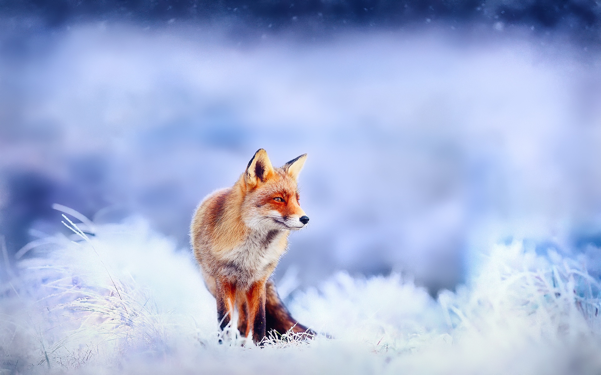 Download mobile wallpaper Winter, Fox, Blur, Animal for free.