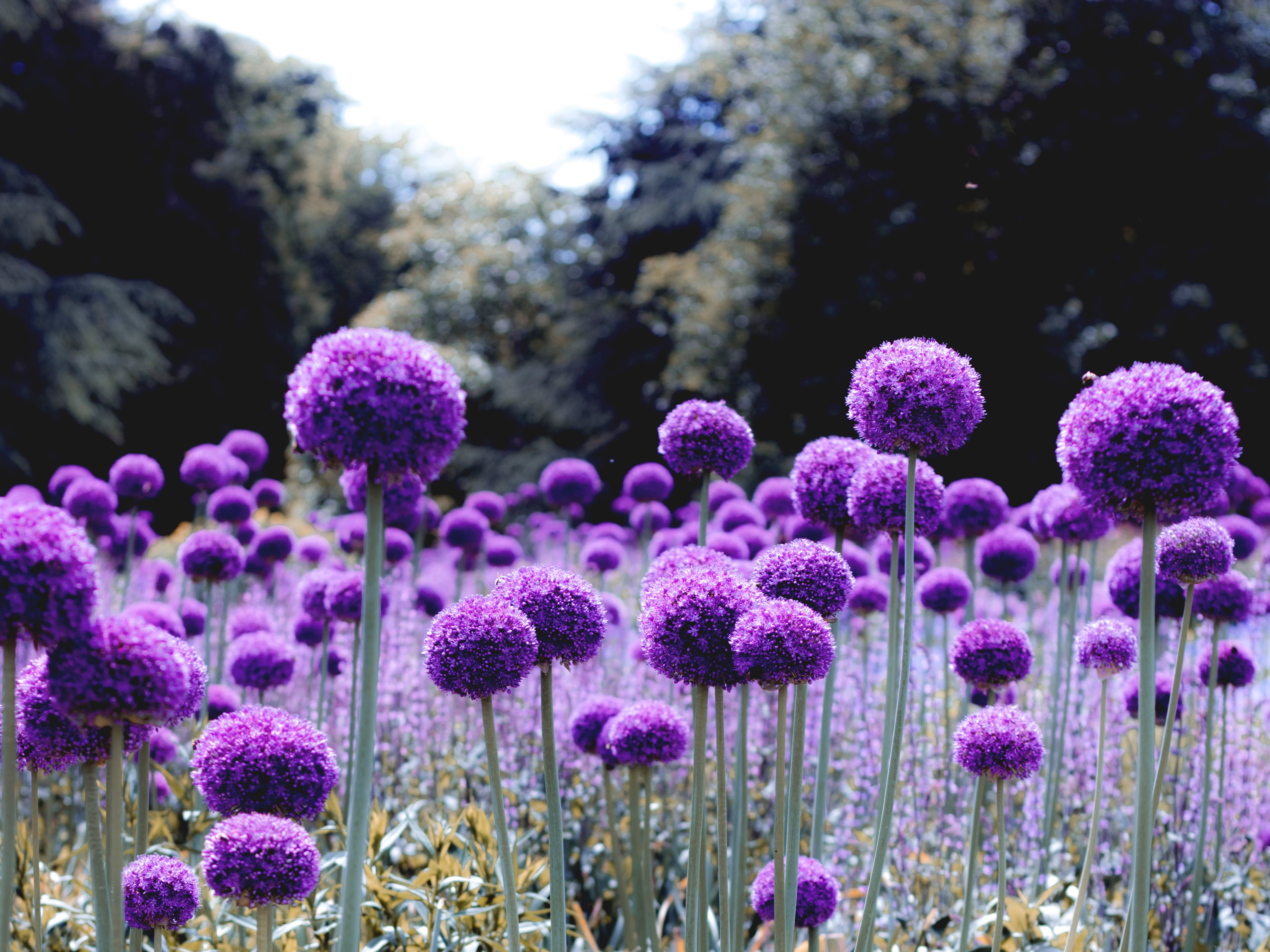 119242 descargar imagen flores, violeta, florecer, floración, púrpura, polyana, claro, cebolla: fondos de pantalla y protectores de pantalla gratis