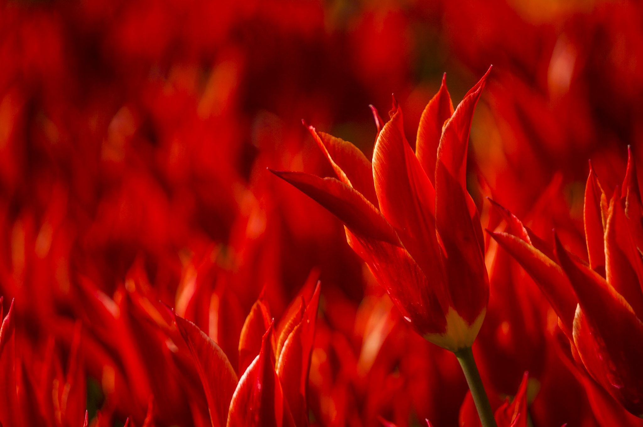 Handy-Wallpaper Natur, Blumen, Blume, Tulpe, Rote Blume, Erde/natur kostenlos herunterladen.