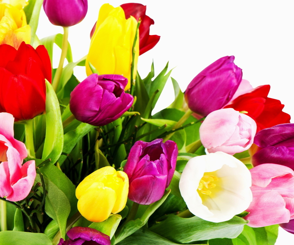 Download mobile wallpaper Flowers, Flower, Earth, Tulip for free.