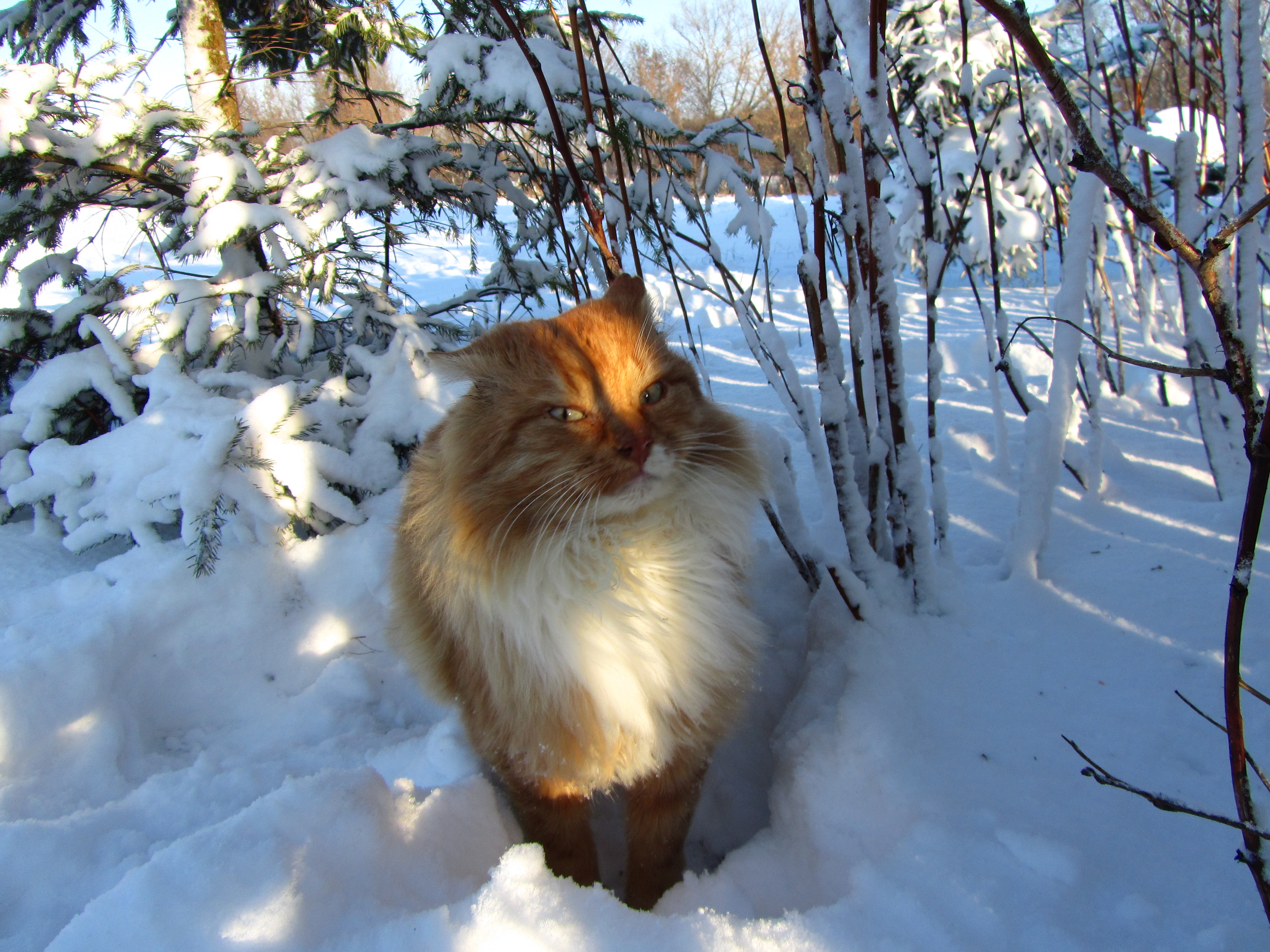 Baixe gratuitamente a imagem Animais, Gato na área de trabalho do seu PC