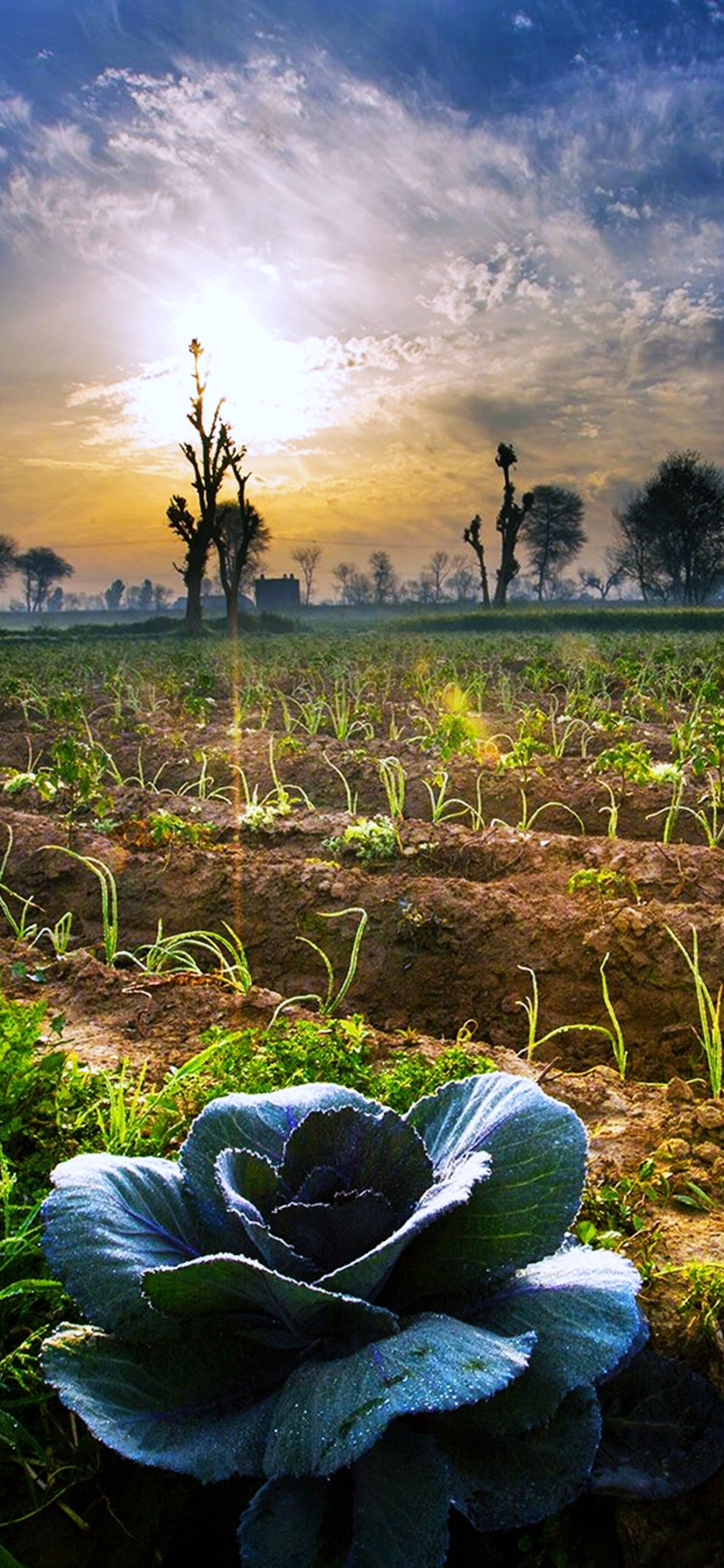 Download mobile wallpaper Earth, Field, Pakistan for free.