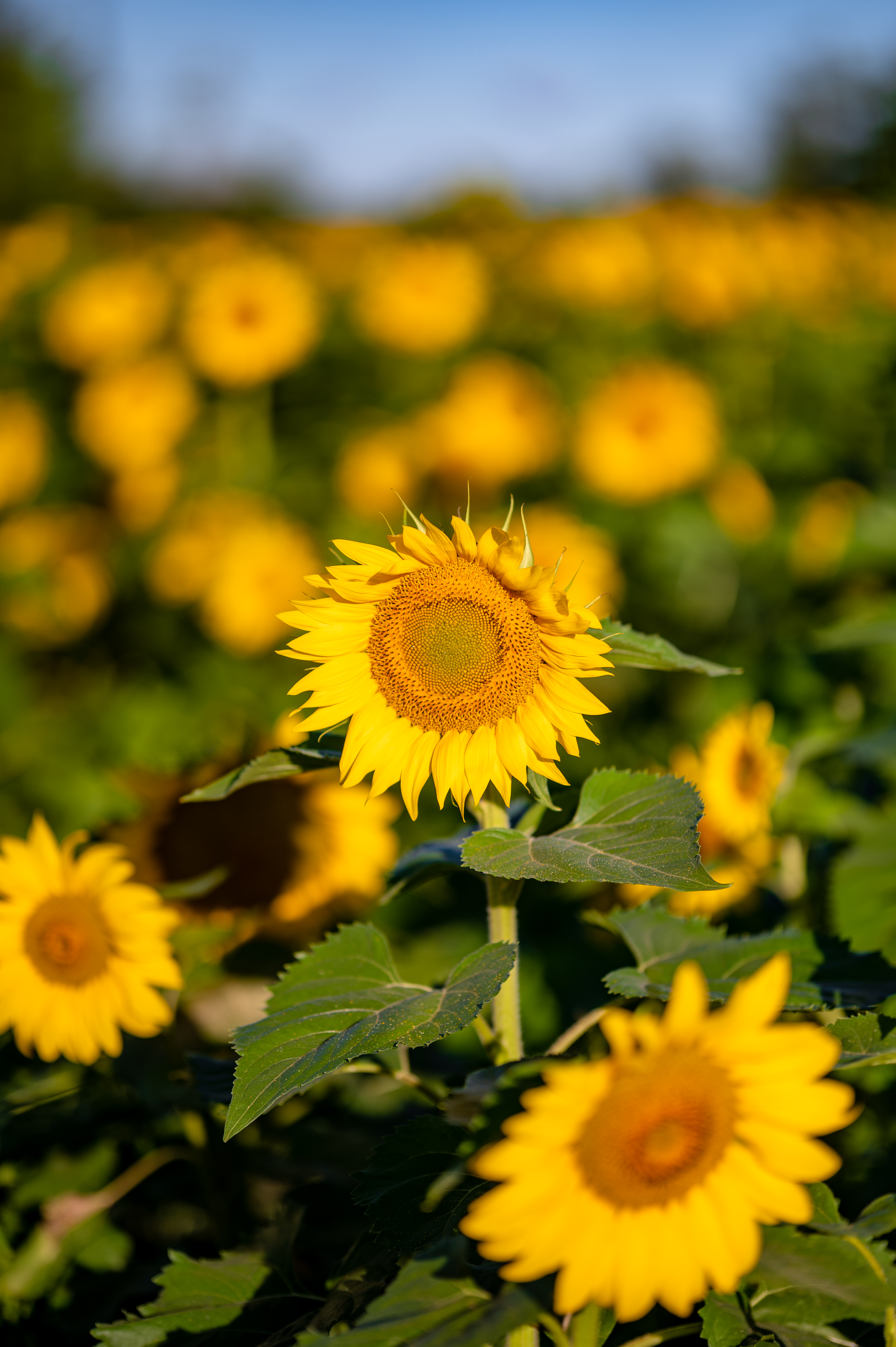 Download mobile wallpaper Flowers, Macro, Petals, Sunflower for free.