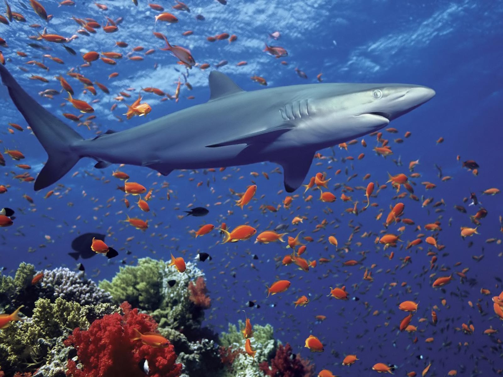 215523 Hintergrundbild herunterladen hai, tiere, delfin, haie - Bildschirmschoner und Bilder kostenlos