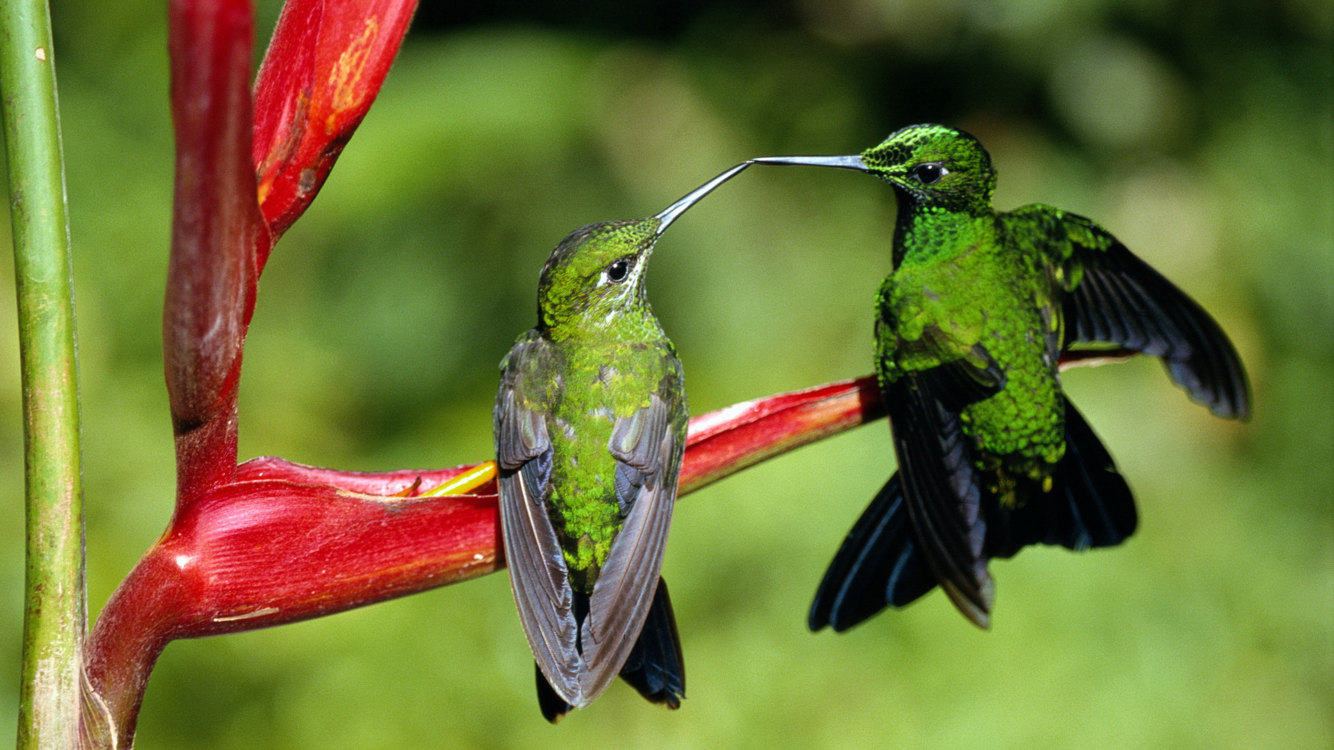 Free download wallpaper Animal, Hummingbird on your PC desktop