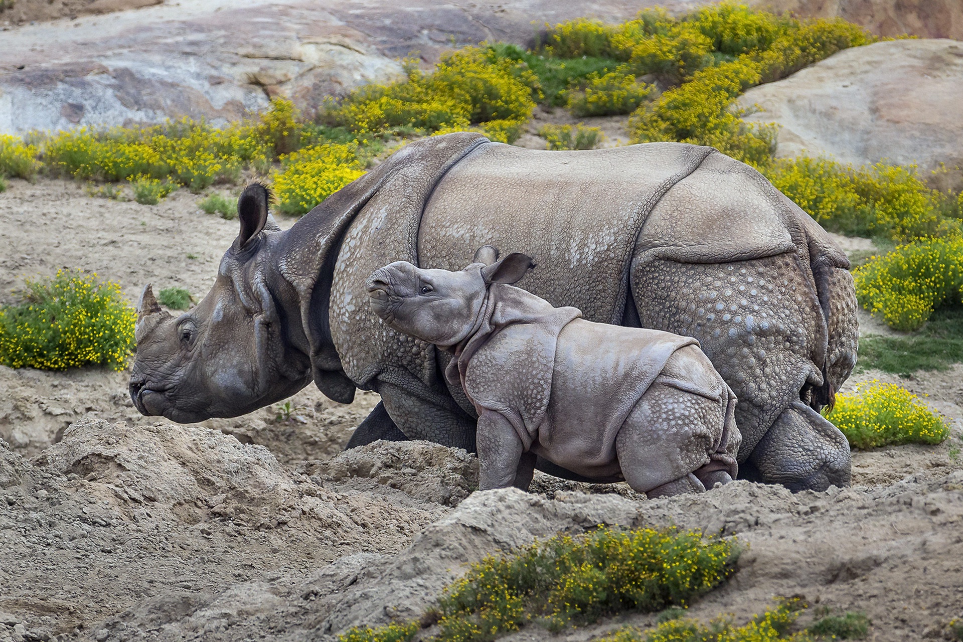Download mobile wallpaper Animal, Rhinoceros, Baby Animal, Rhino for free.
